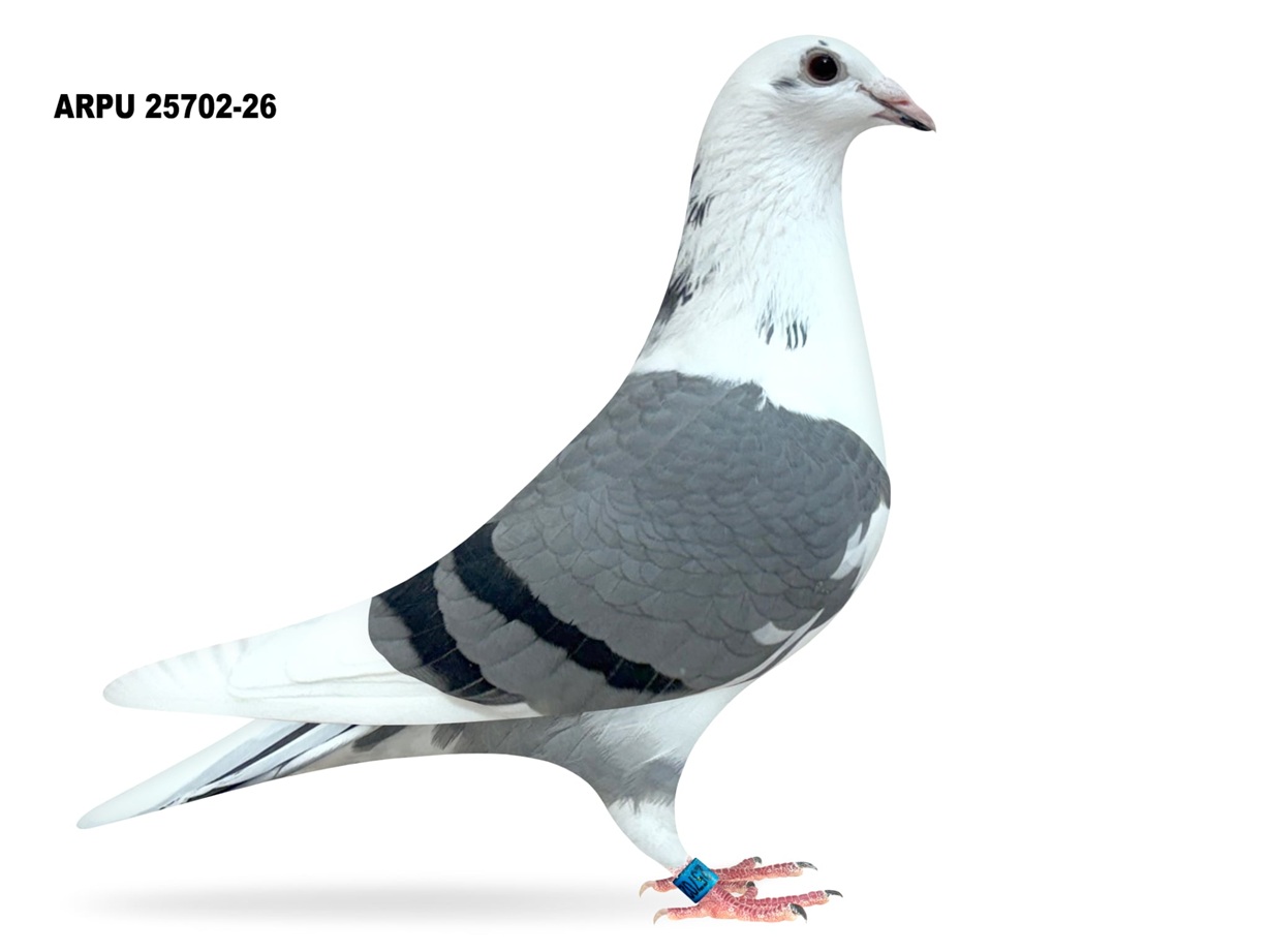ARPU 25702-26 PIED HEN