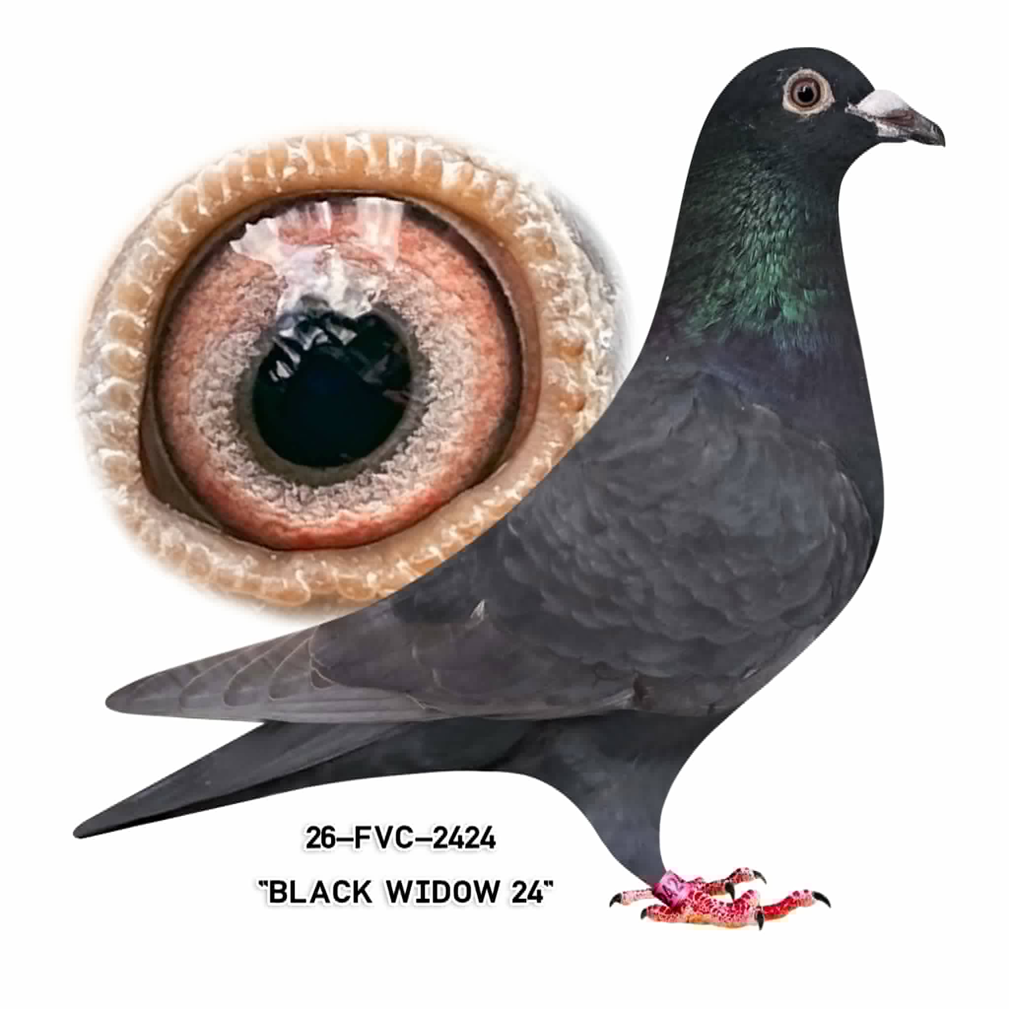 26-FVC-2424. Black Cock.