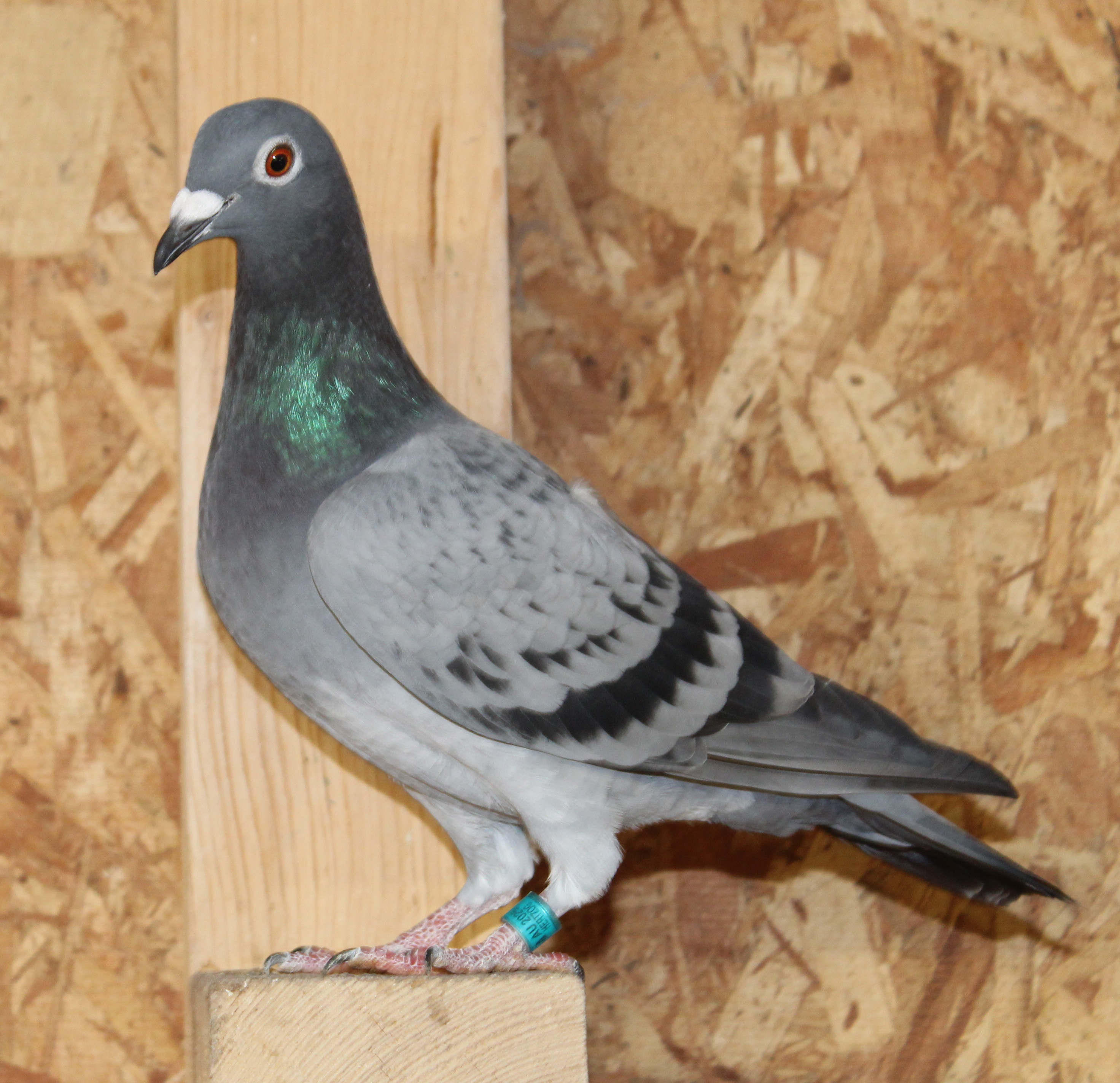 Father full bros to 27th AU Ace Pigeon YB