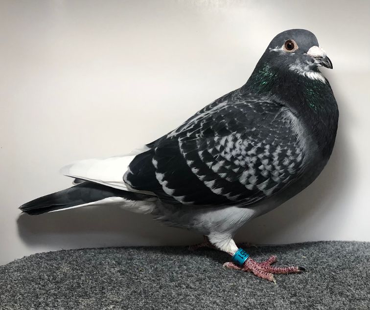 2551 WICK AU 2025 DCSP C