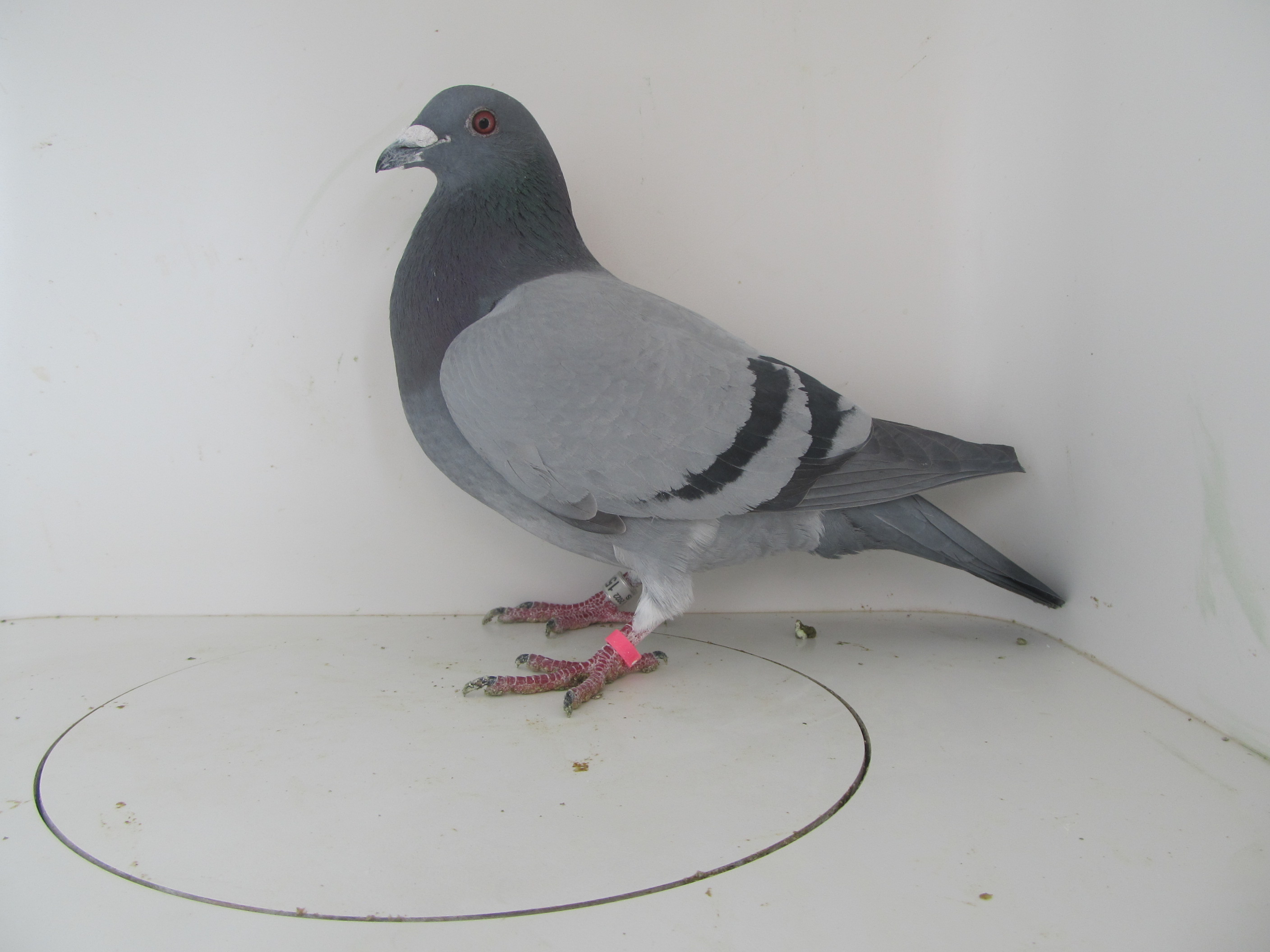 iPigeon.com - Racing Pigeon Auction