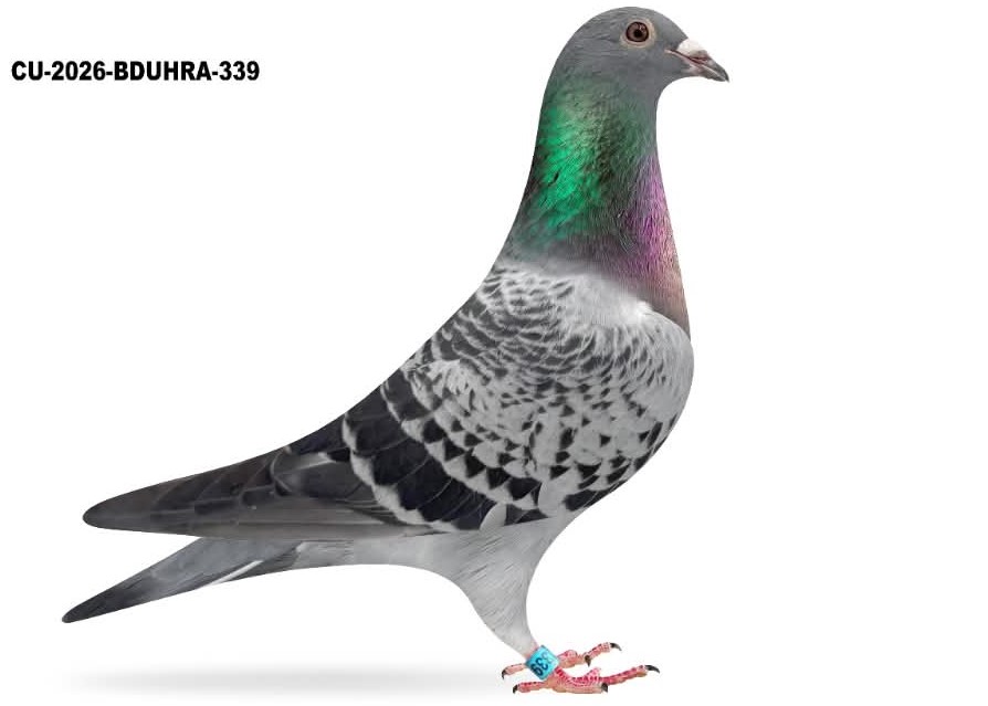 CU 26 BDUHRA 339 BC C