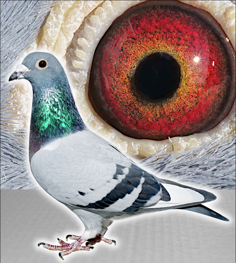 GFL Brother/Sister - 653 (2020 Hen) Inbred Scorpion 