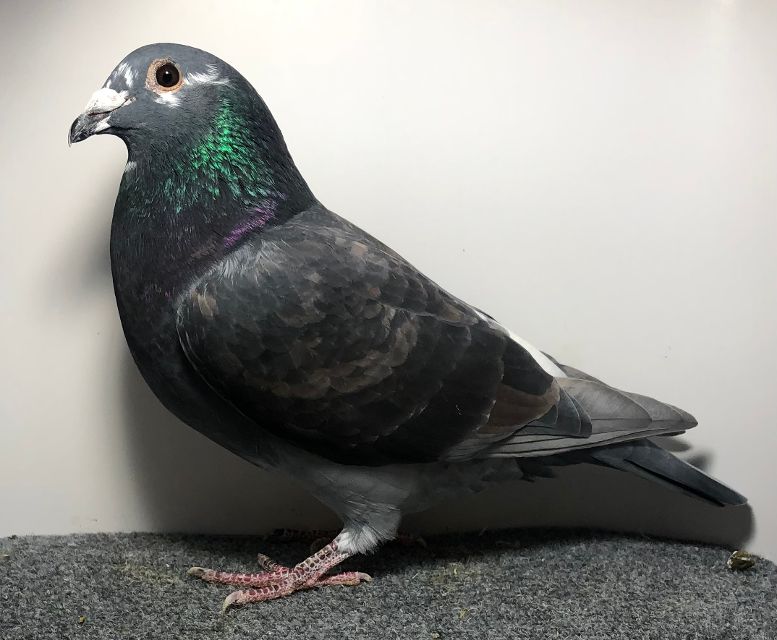 25153 RMR AU 2025 ANDL SPL C