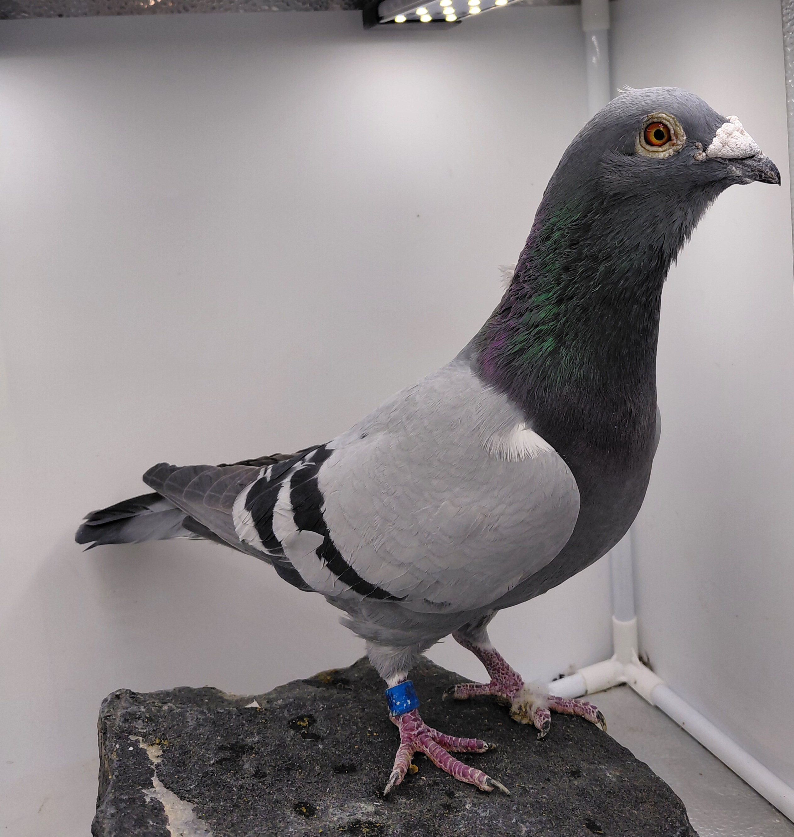 FMC 160201-21 BB COCK