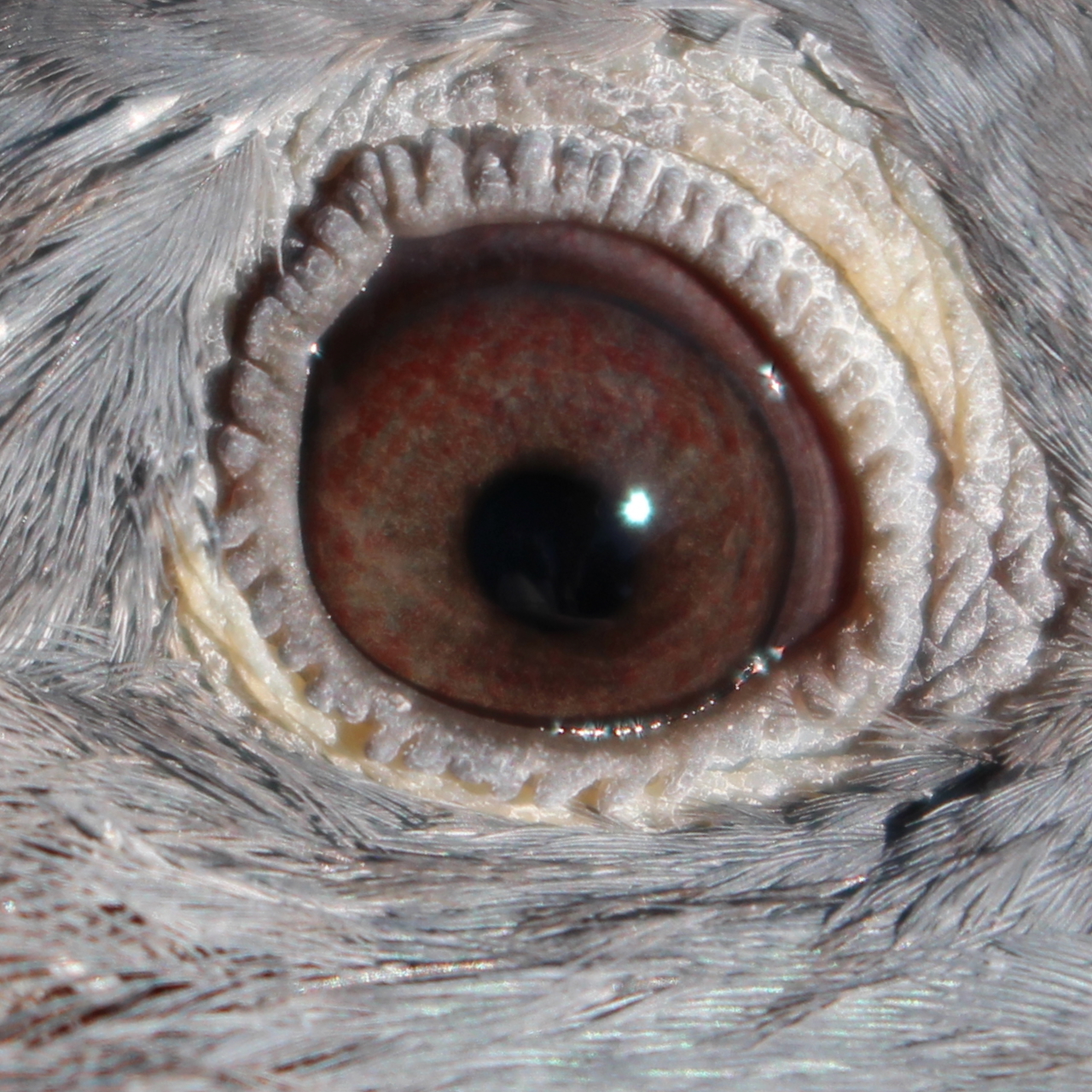 Preview Image 2