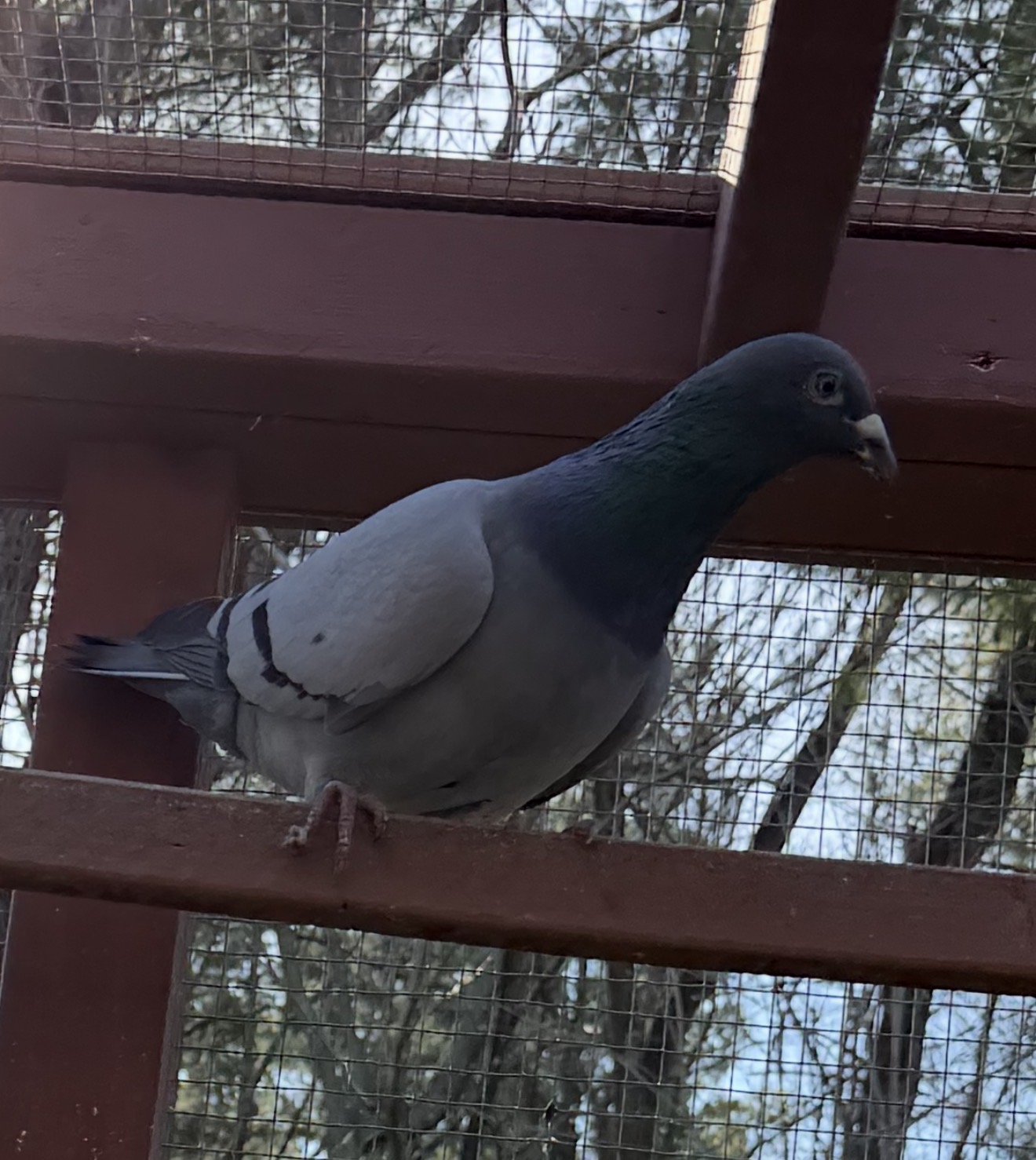 2025 Leo Hermans cock