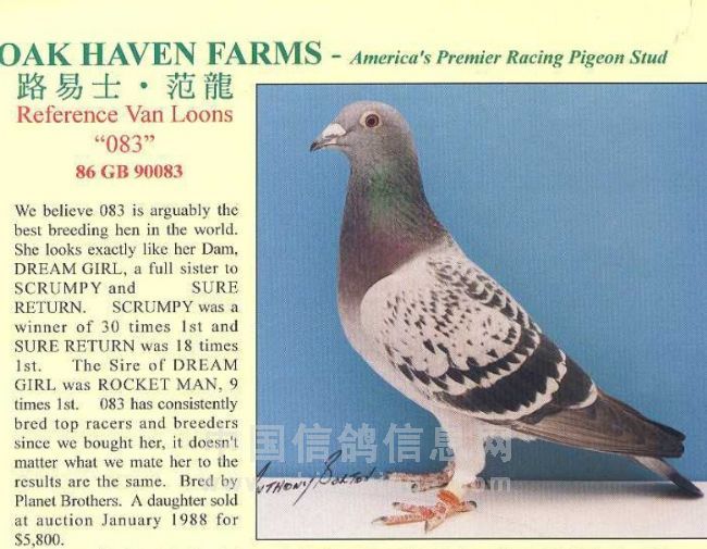 22-ARPU-8880 Blue Check Cock.