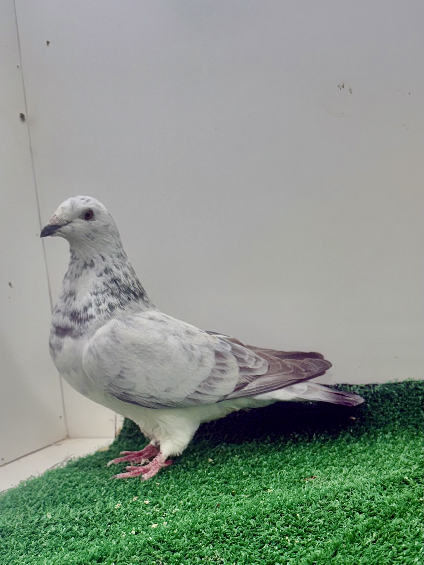 Grizzle Hen ready to breed 