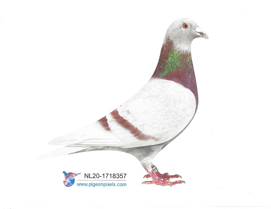 NL 2020-1718357 "RODE HEREMANS" SILVER HEN