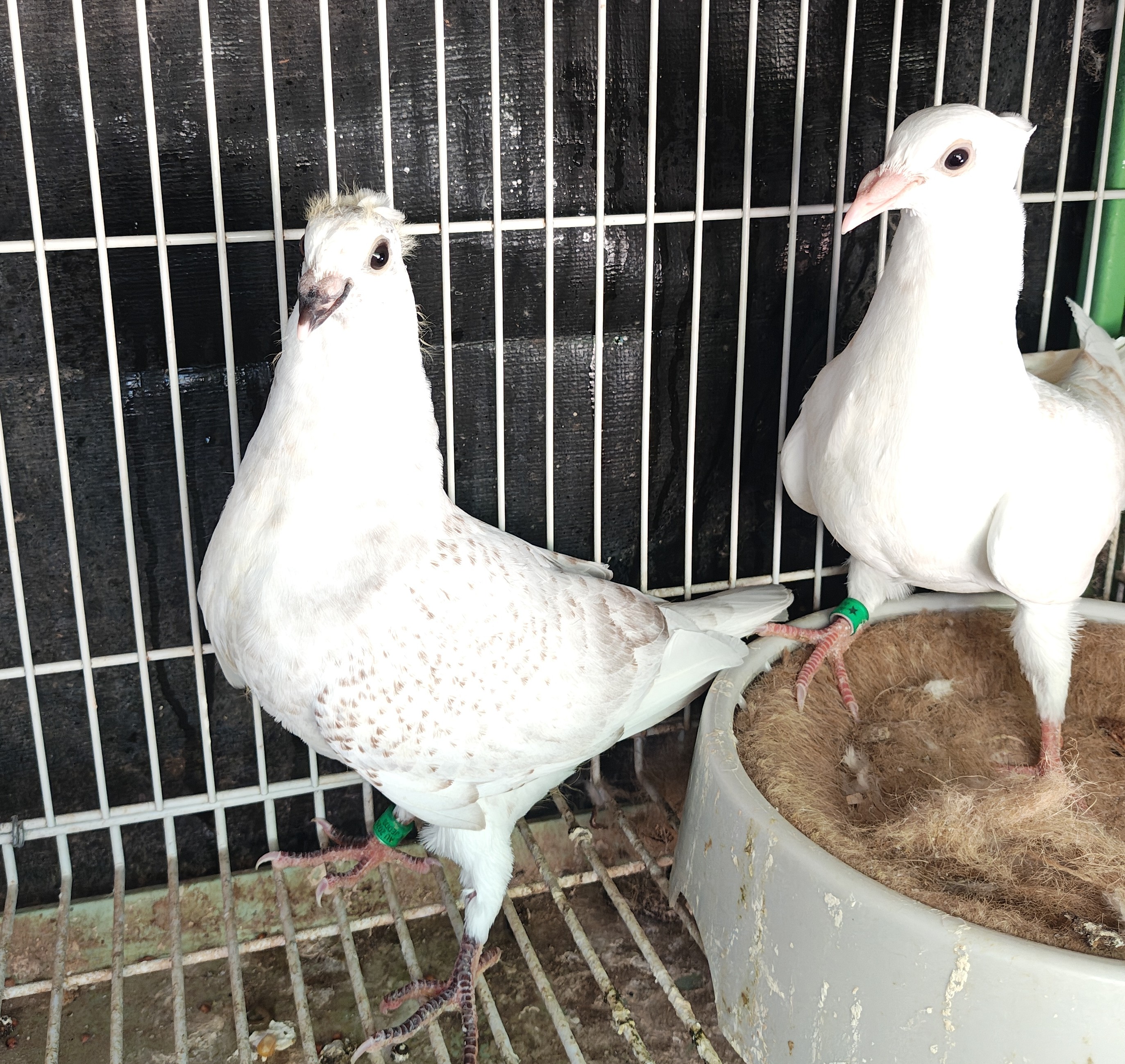 Jan Arden Crested Squabs