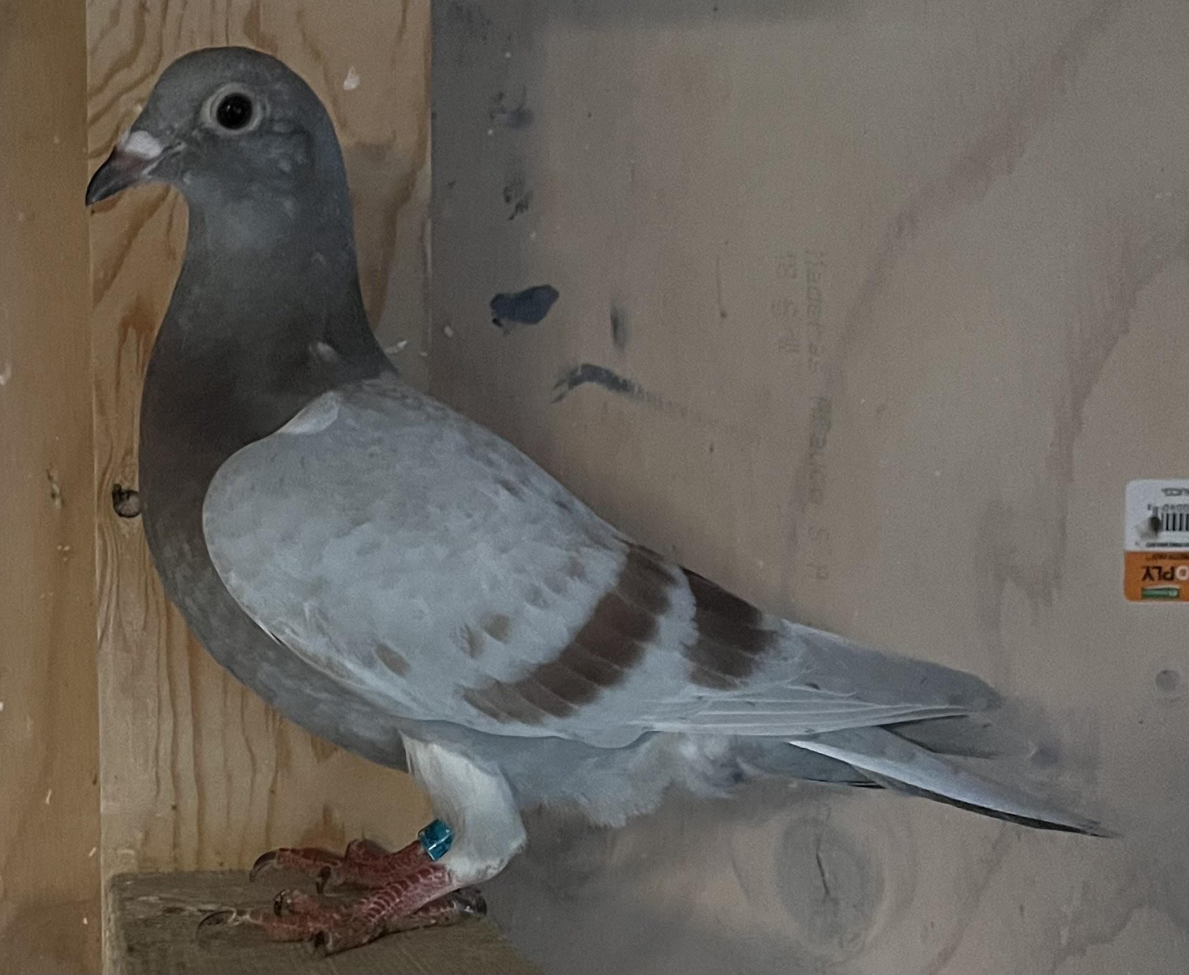 AU-25-AA32133 SIL Late Hatch