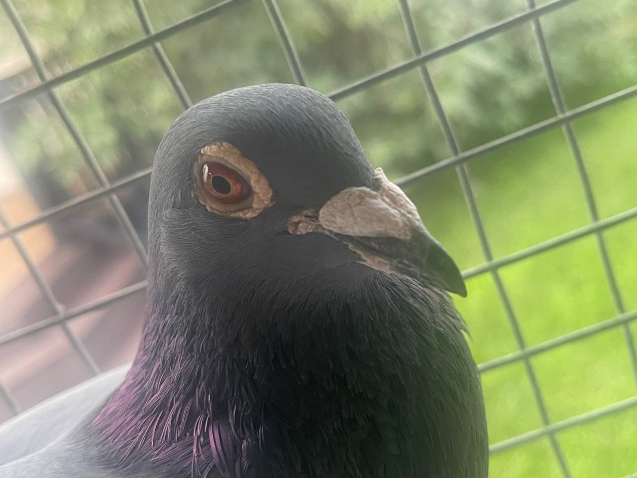 19 AU 11089 AA BBWF Cock