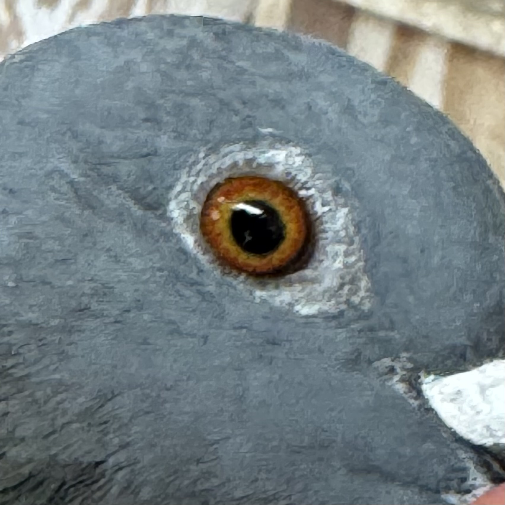 Preview Image 4