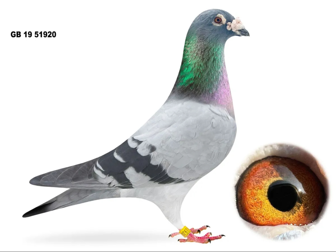 RIK HERMANS
 Direct from Propere Rik