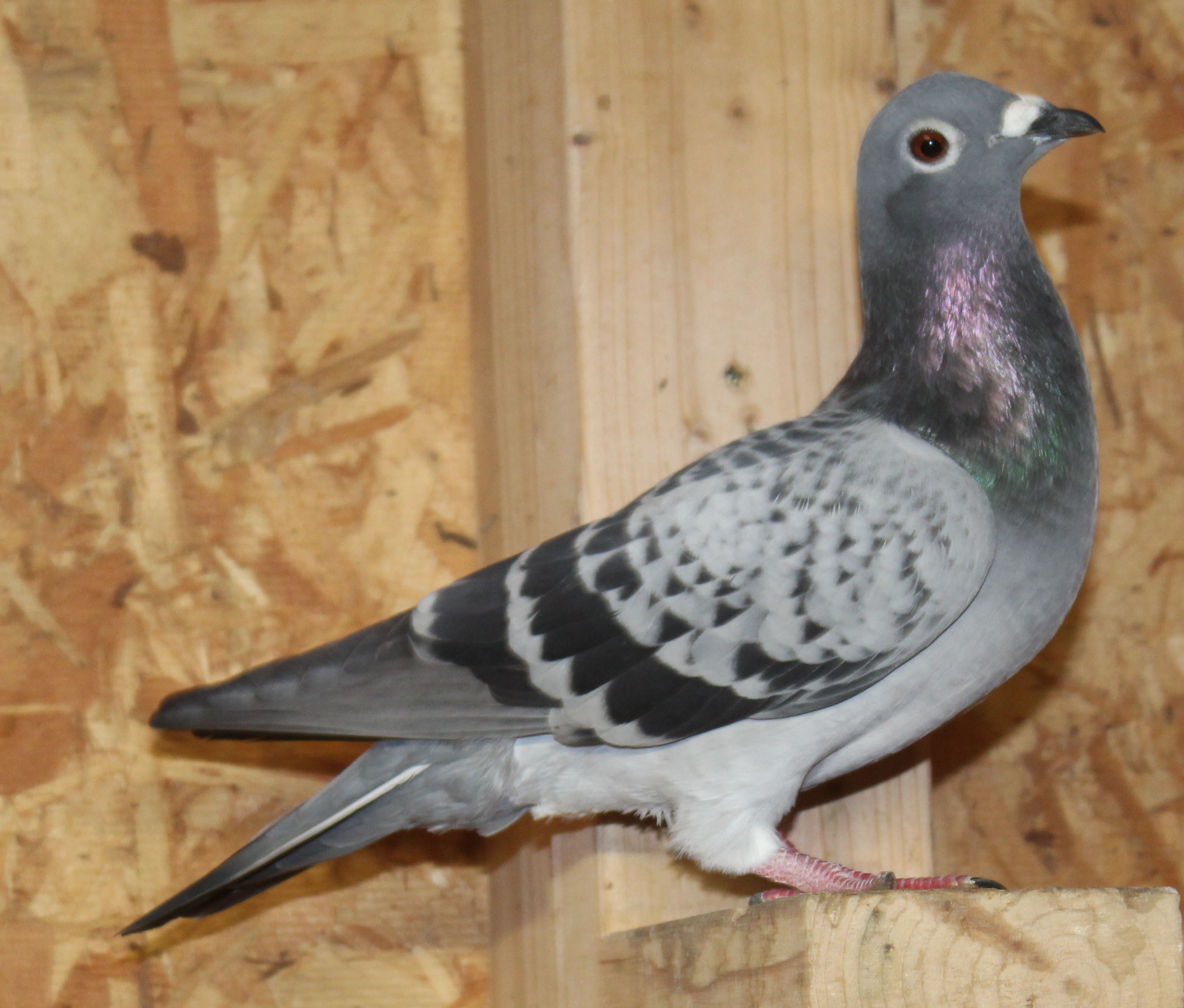 Magic Maker x Hooymans Birdy Ganus