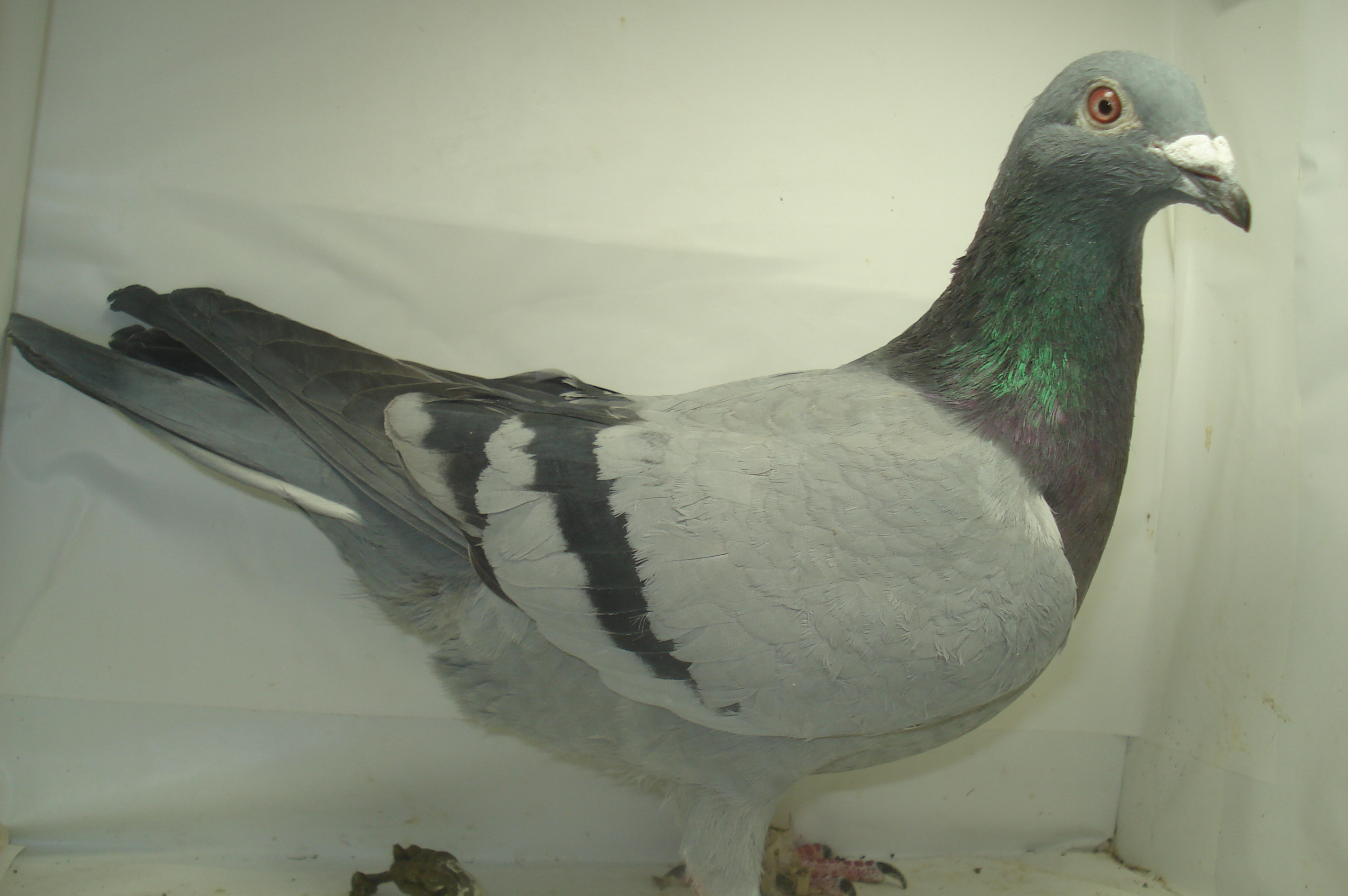 iPigeon.com - Racing Pigeon Auction