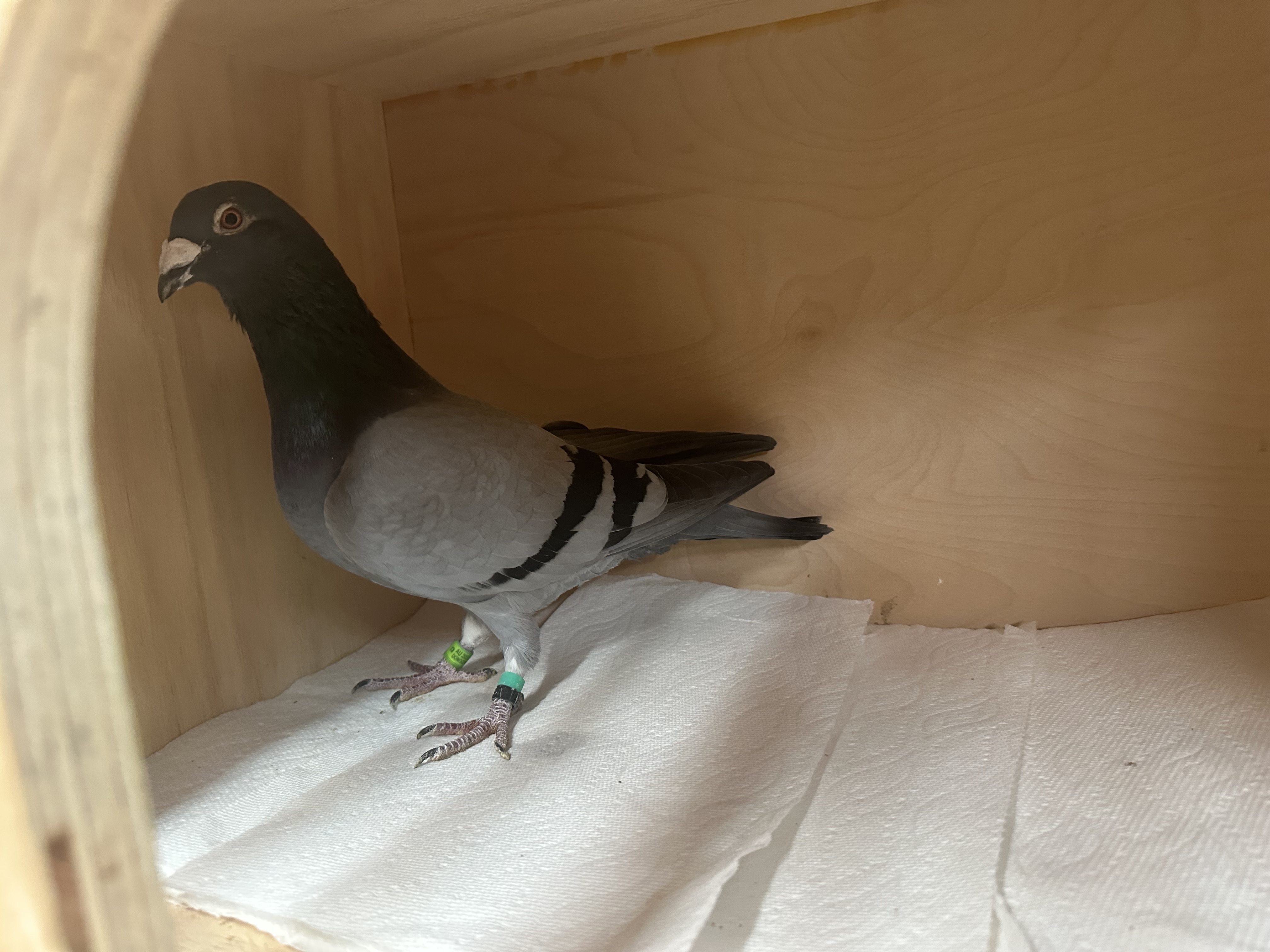 Nice Pedigree, Pearl eyes .BB Cock AU Donohogue 2023 # 496 