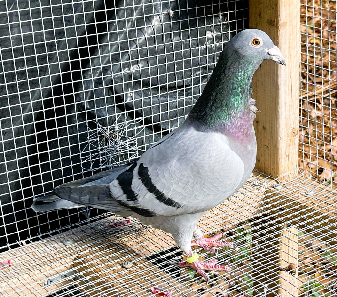 Inbred Ever Constant, Iron Clad, Double Barrel Dirka
