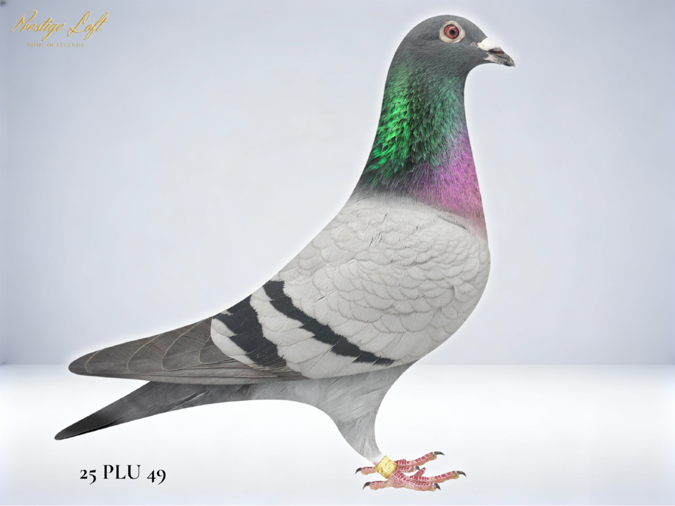 Family of Ace Pigeons