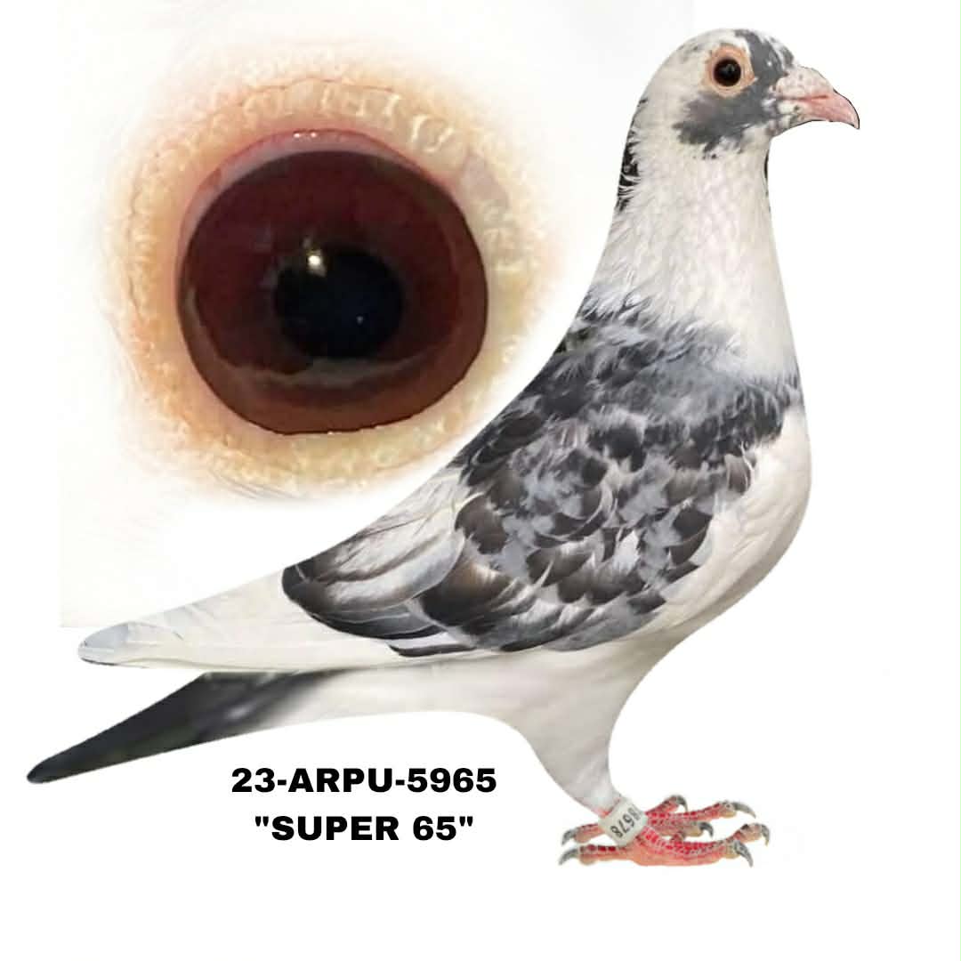 23-ARPU-5965 Pied Hen.