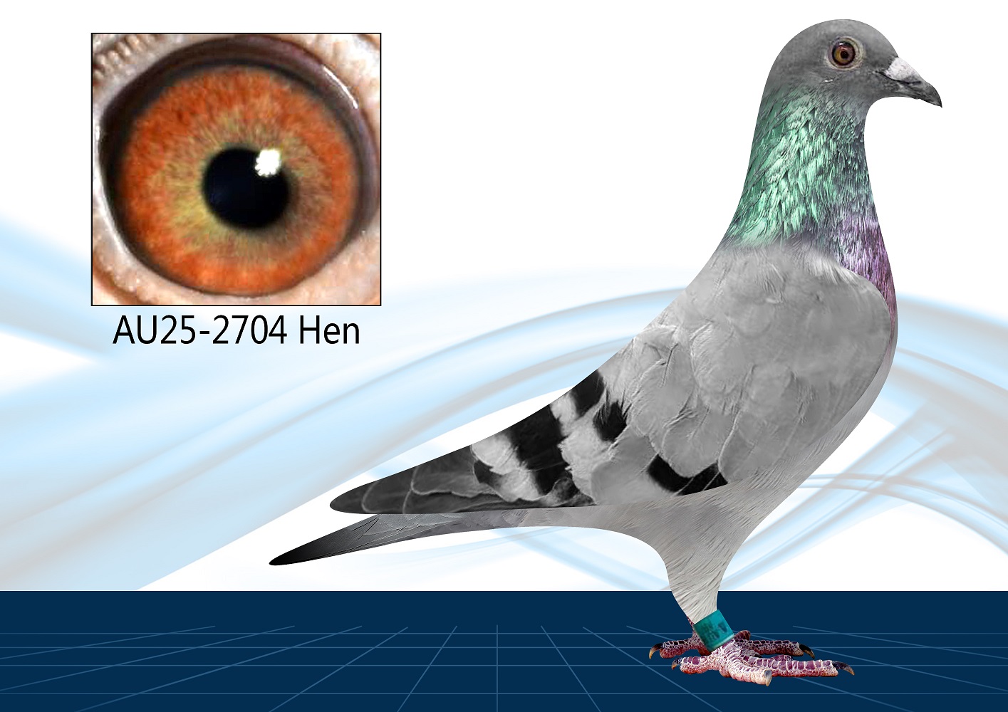 AU25-2704(Hen) 100% GFL