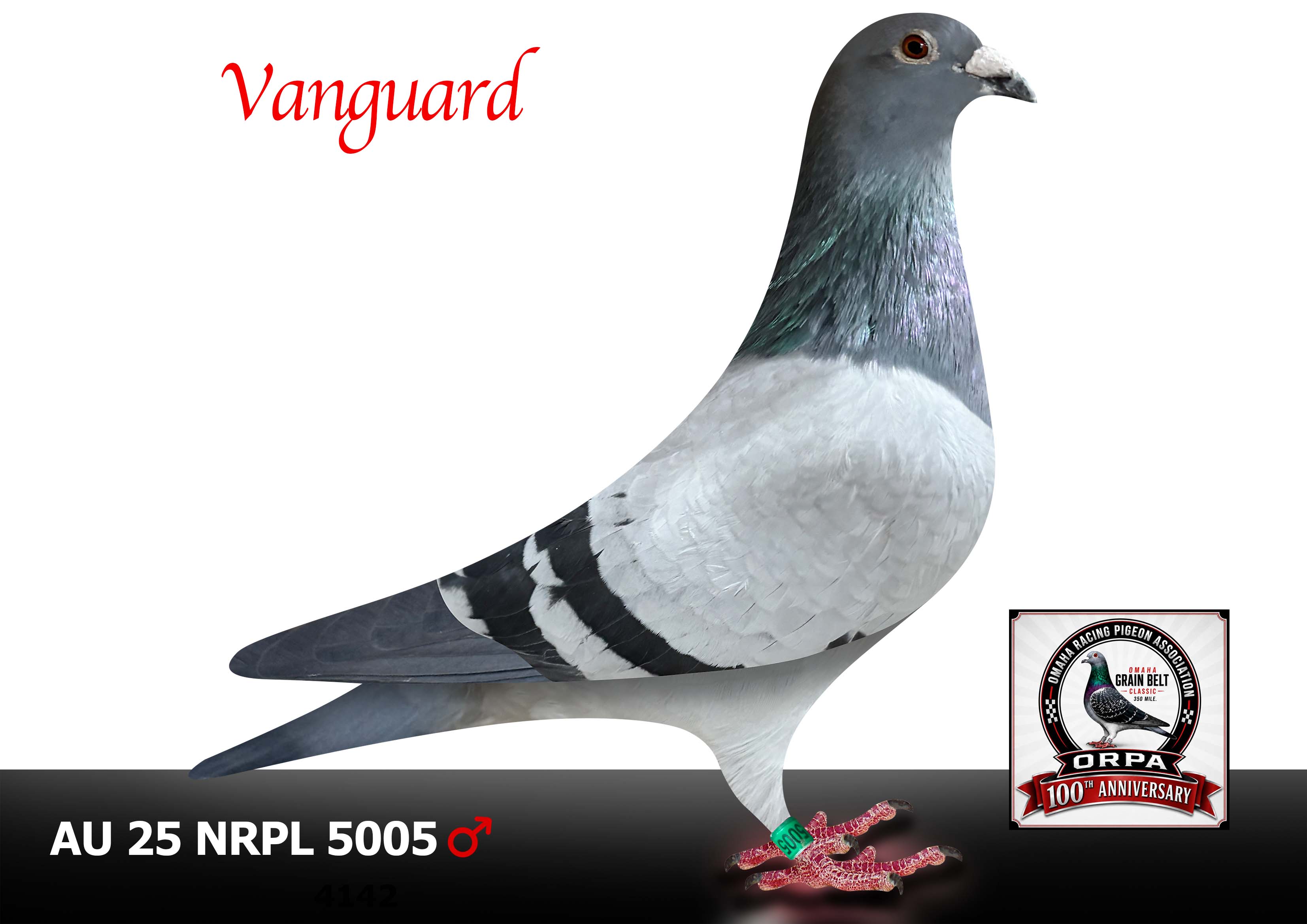 AU 25 NRPL 5005 Cock