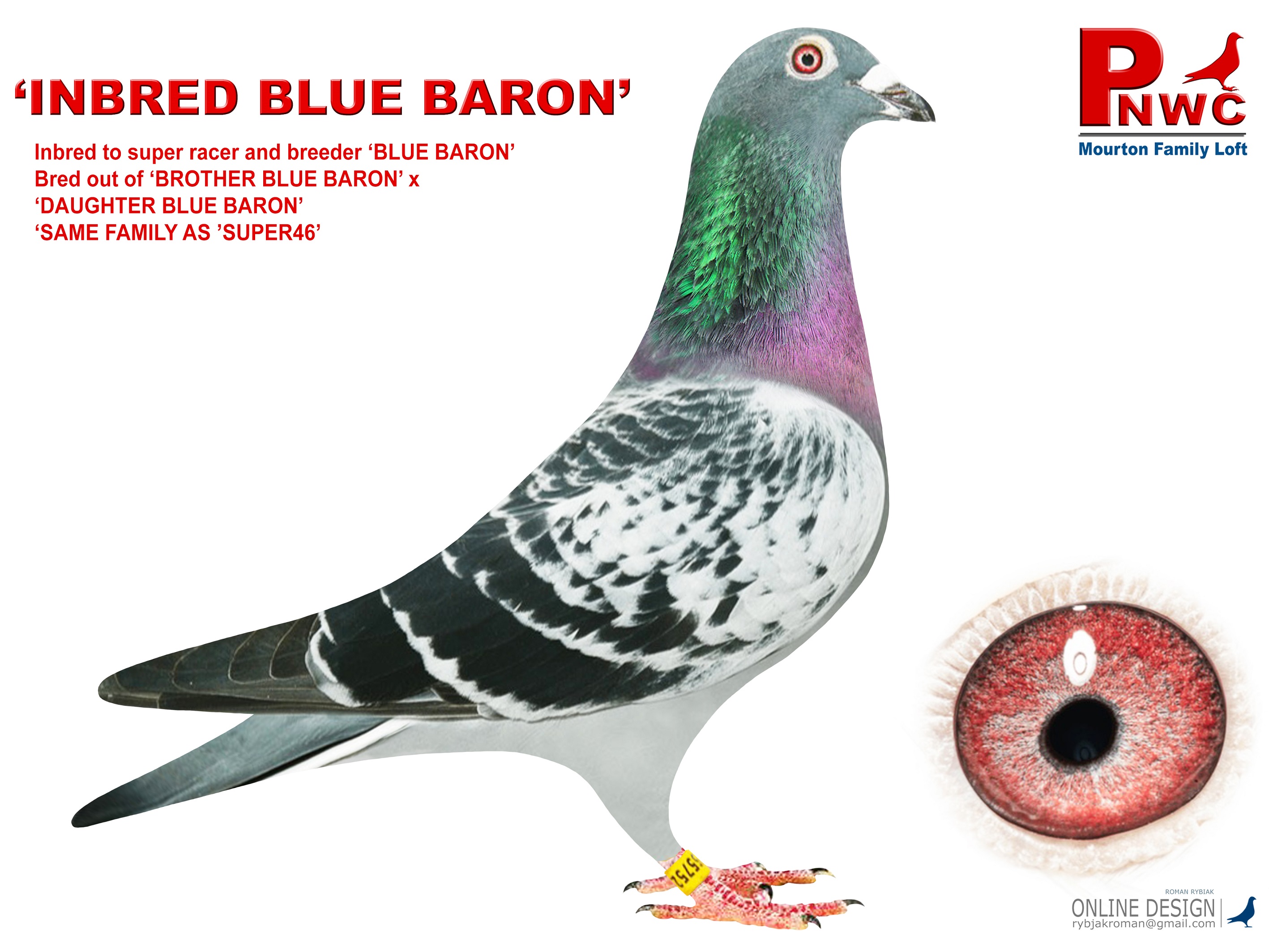 NL-1744752-19 BC COCK