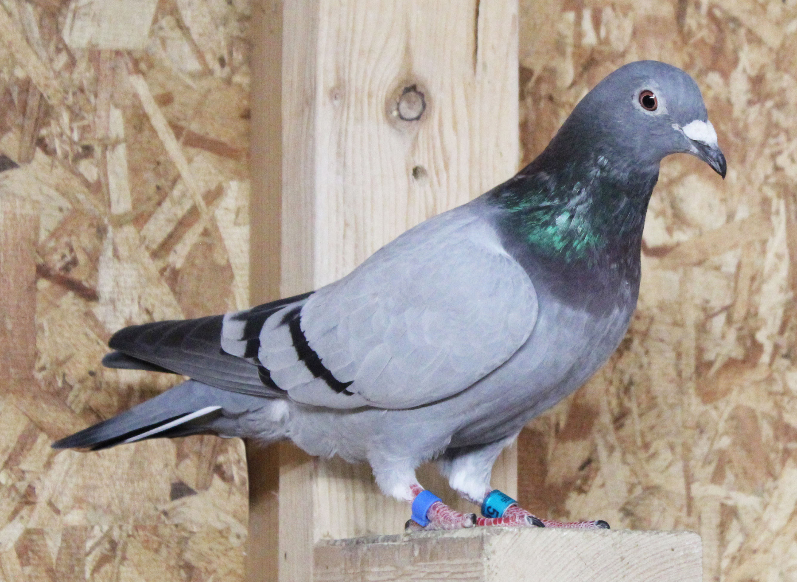 Miss Black bloodlines