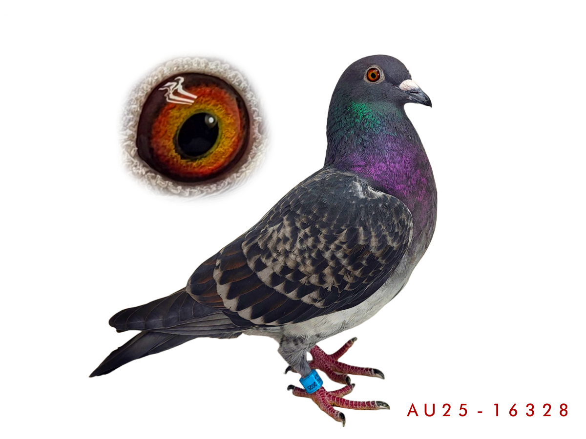 Detroit Bekaert Strength Meets Full Metal Jacket Speed