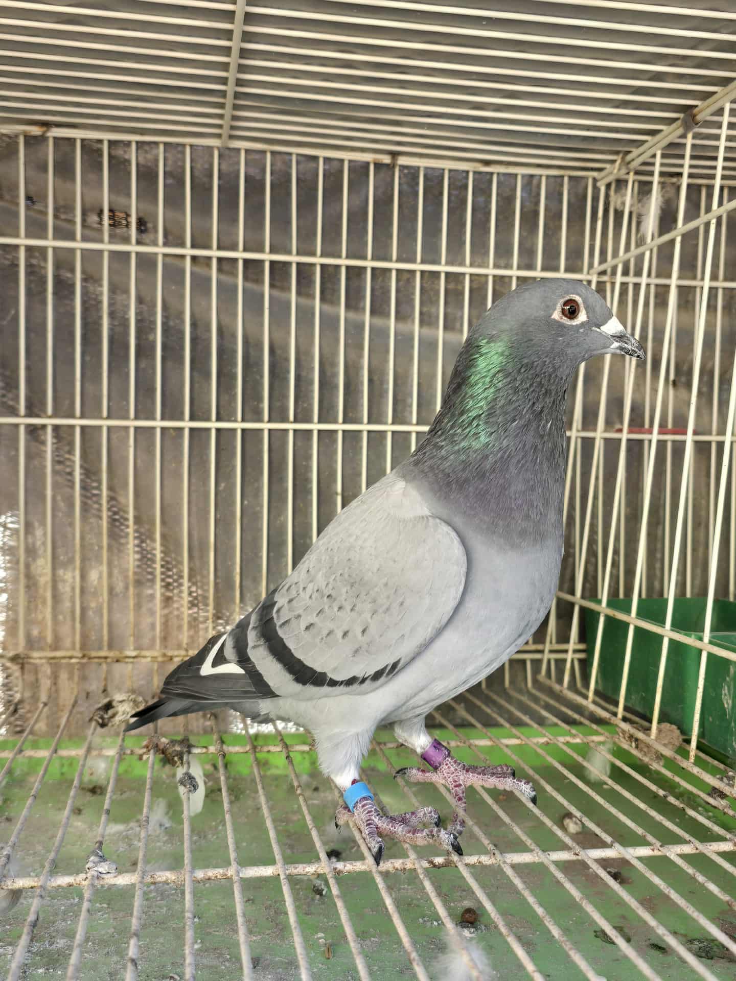 NDVR 37 (Cock) - Thomas 6 x Prince Porsche