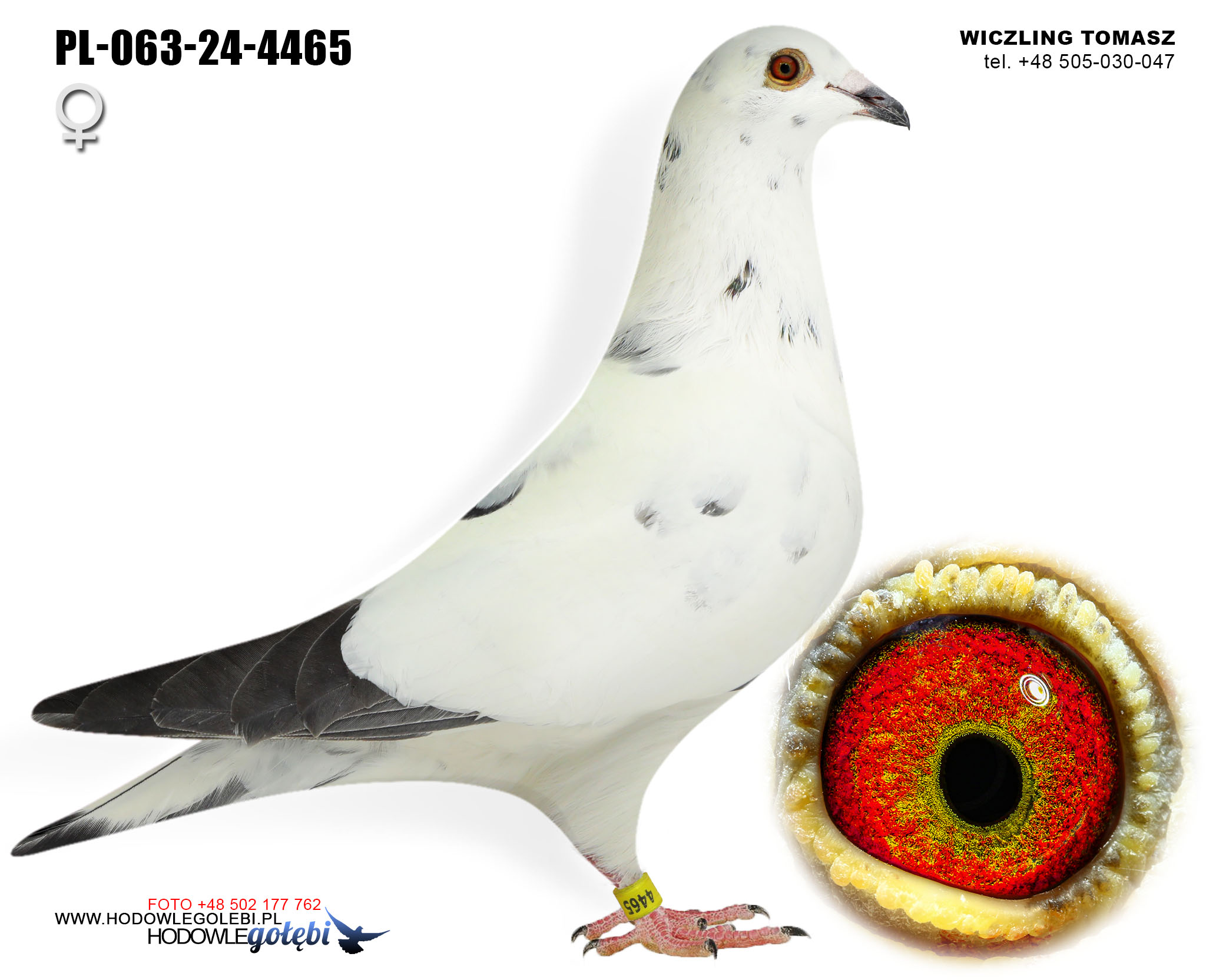 PL-063-24-4465 H