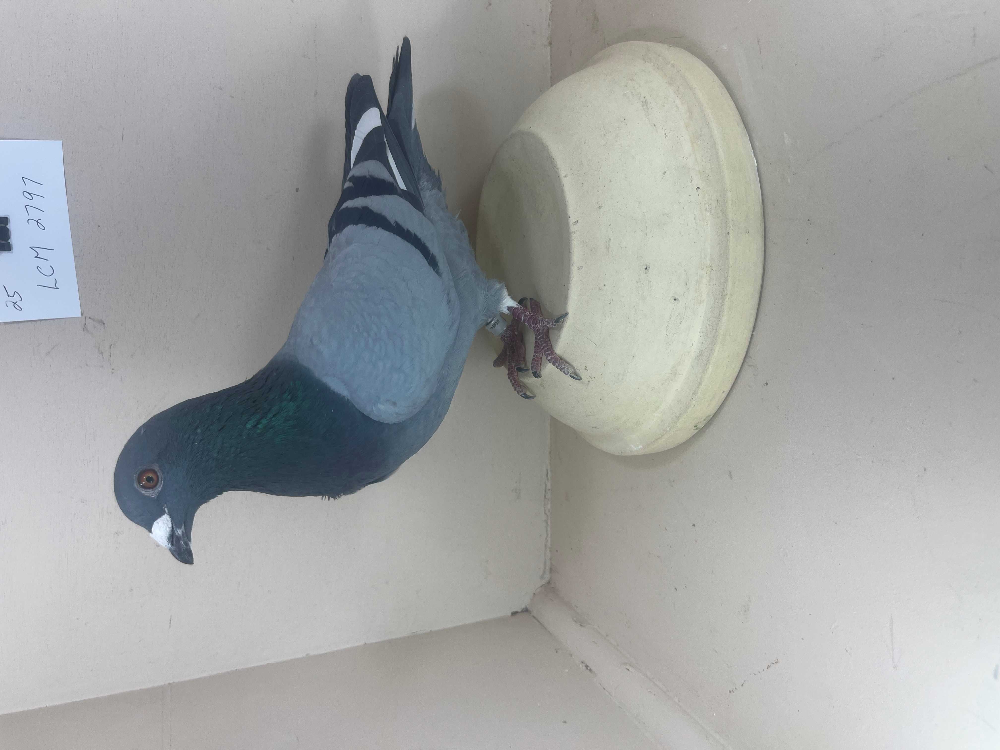 Lot 84 - IF-25- LCM-2747   BLUE BAR  W/F   COCK    