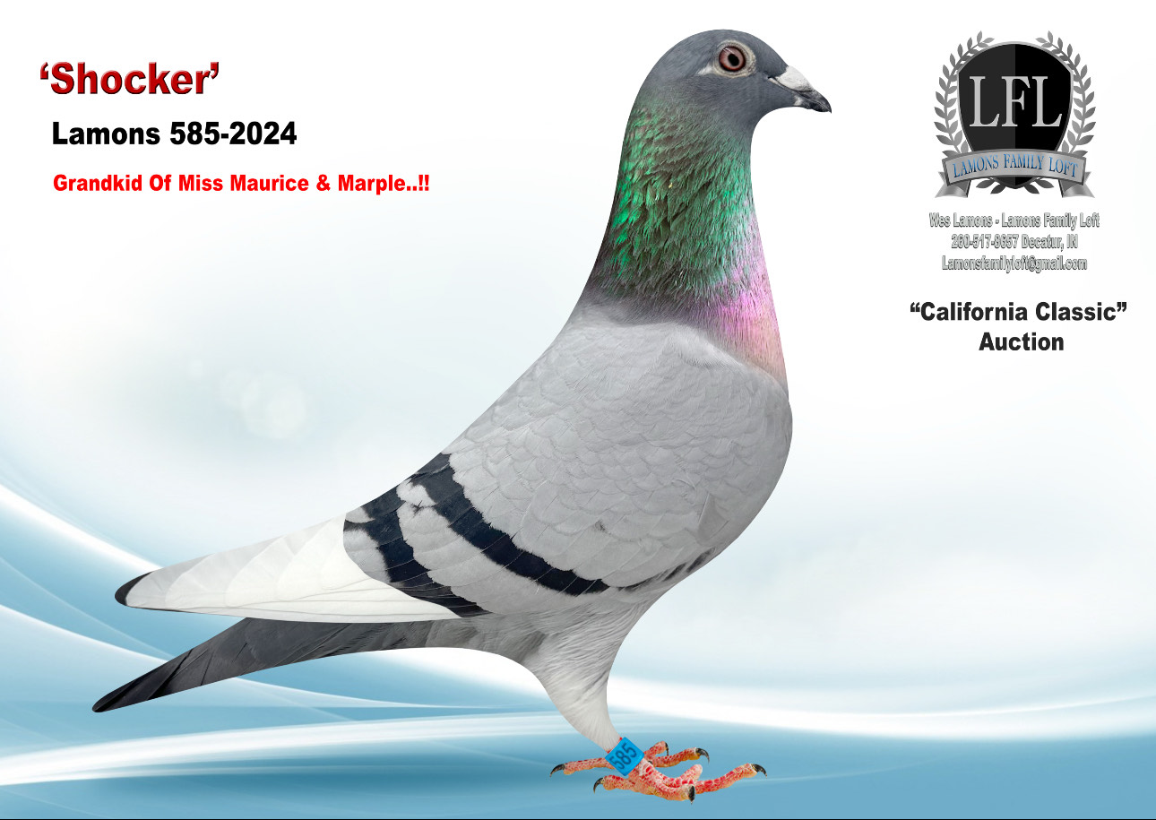 Lot 43. 2024 Lamons 585 Cock