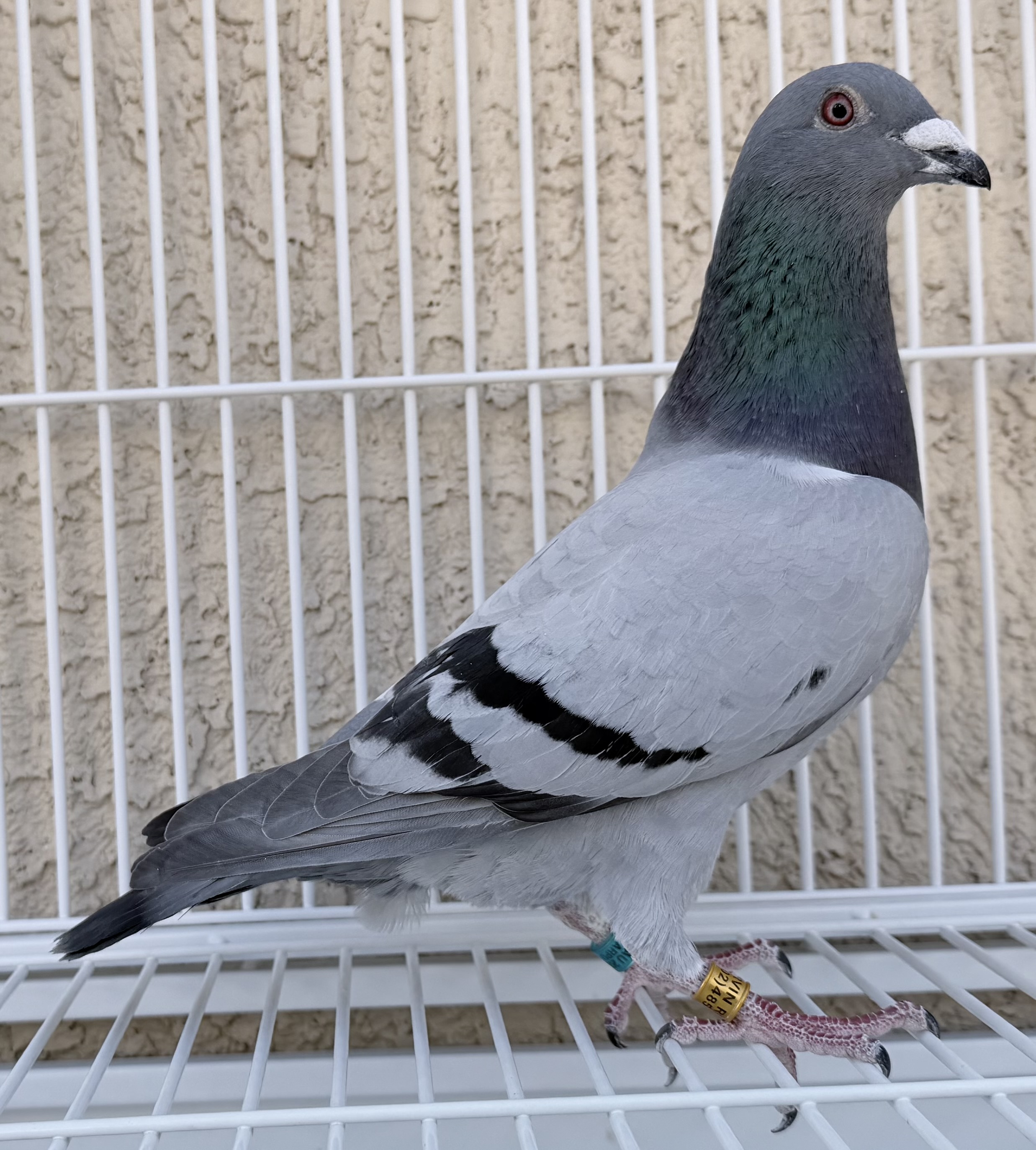 young rossi x kw cock