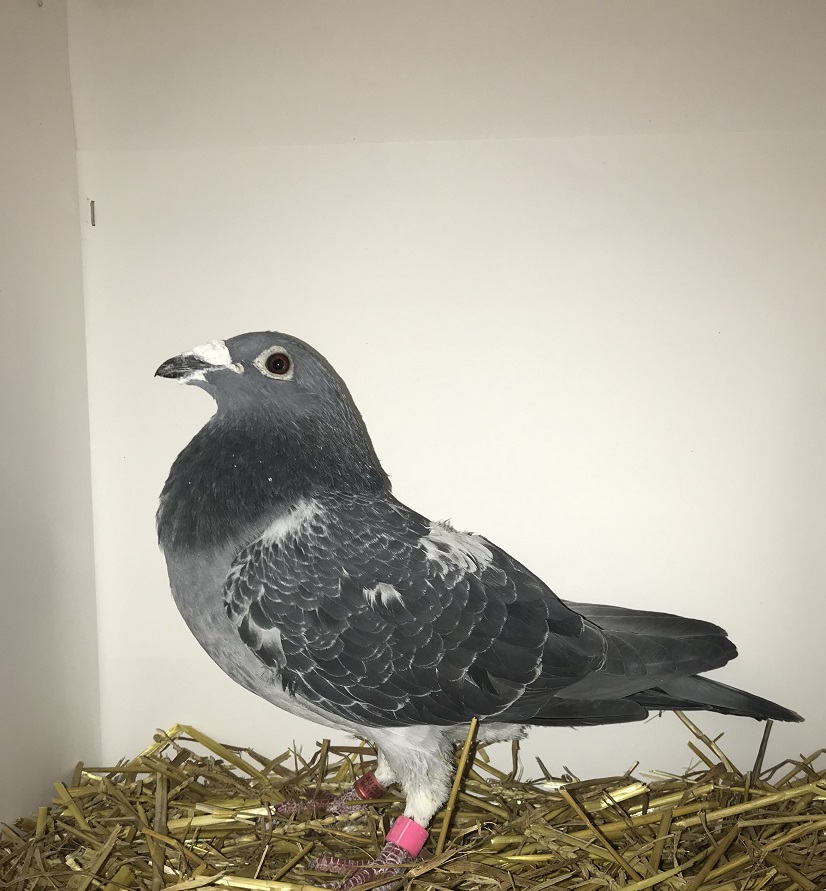 Weyer 182 - 2021 DC cock
