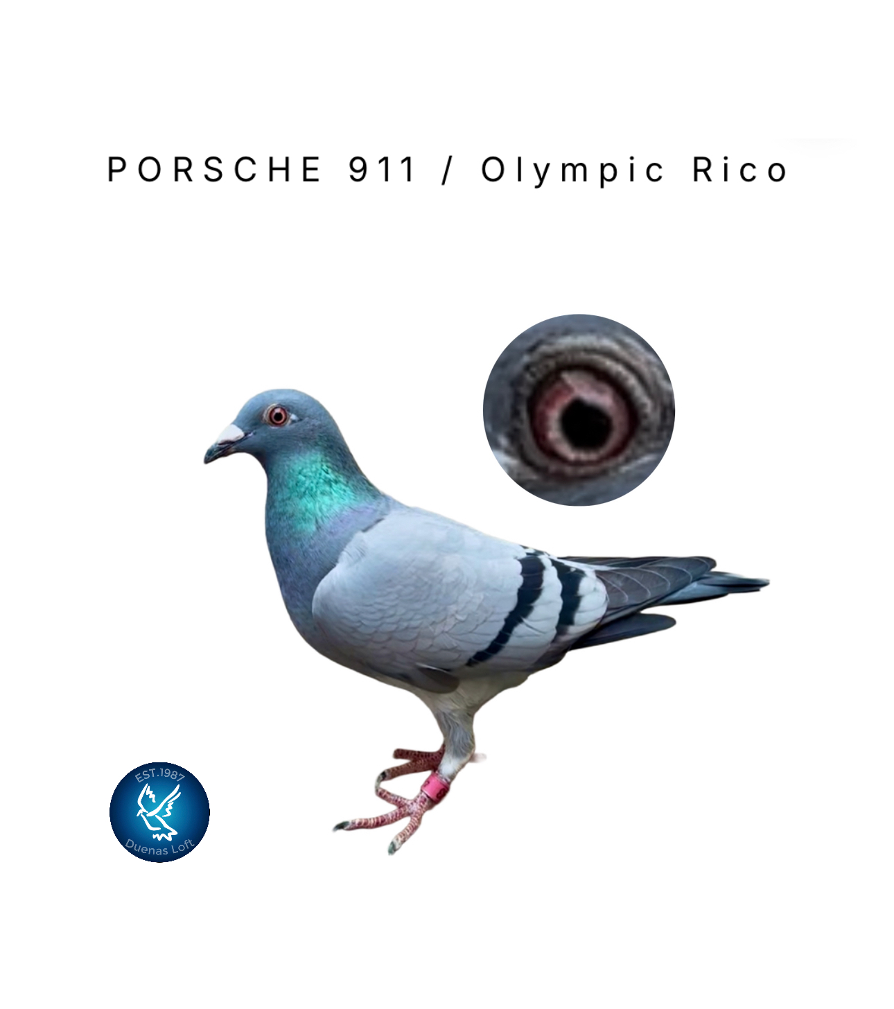 Came from my IMPORT Breeding Line