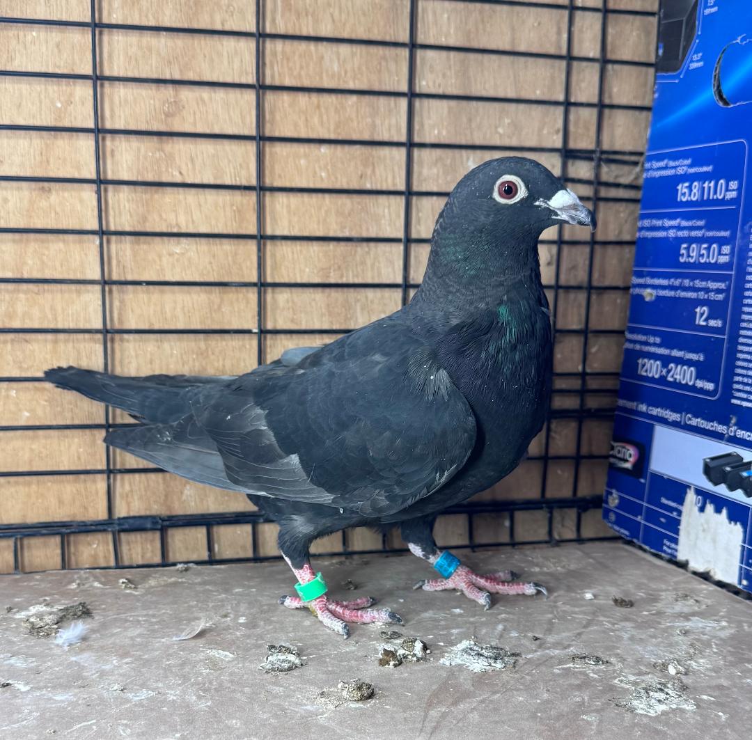 450 BLK PIETRAIN COCK