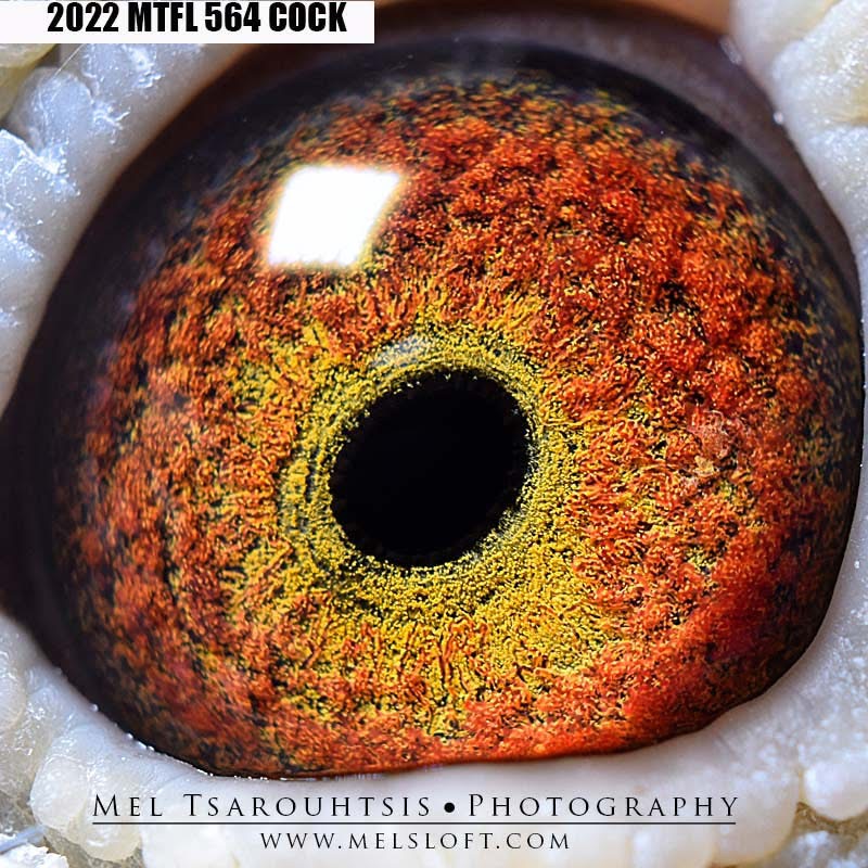 2022 MTFL 564 bb cock CITATION FOUNDATION QUALITY