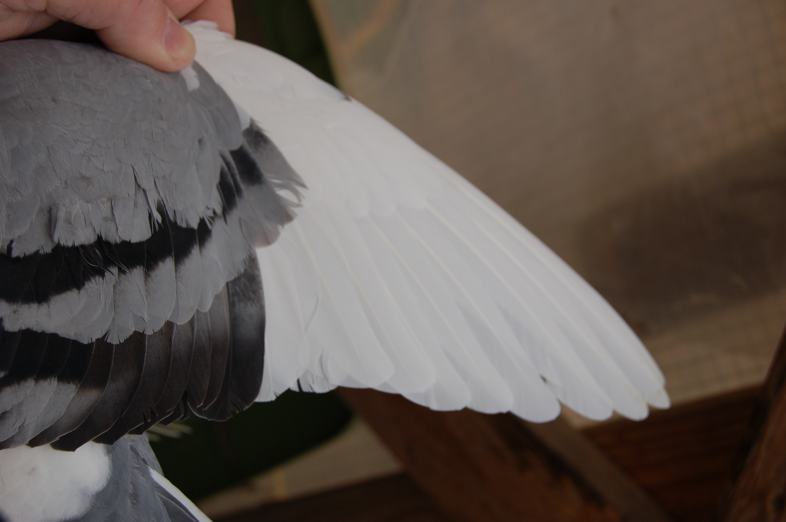 iPigeon.com - Racing Pigeon Auction