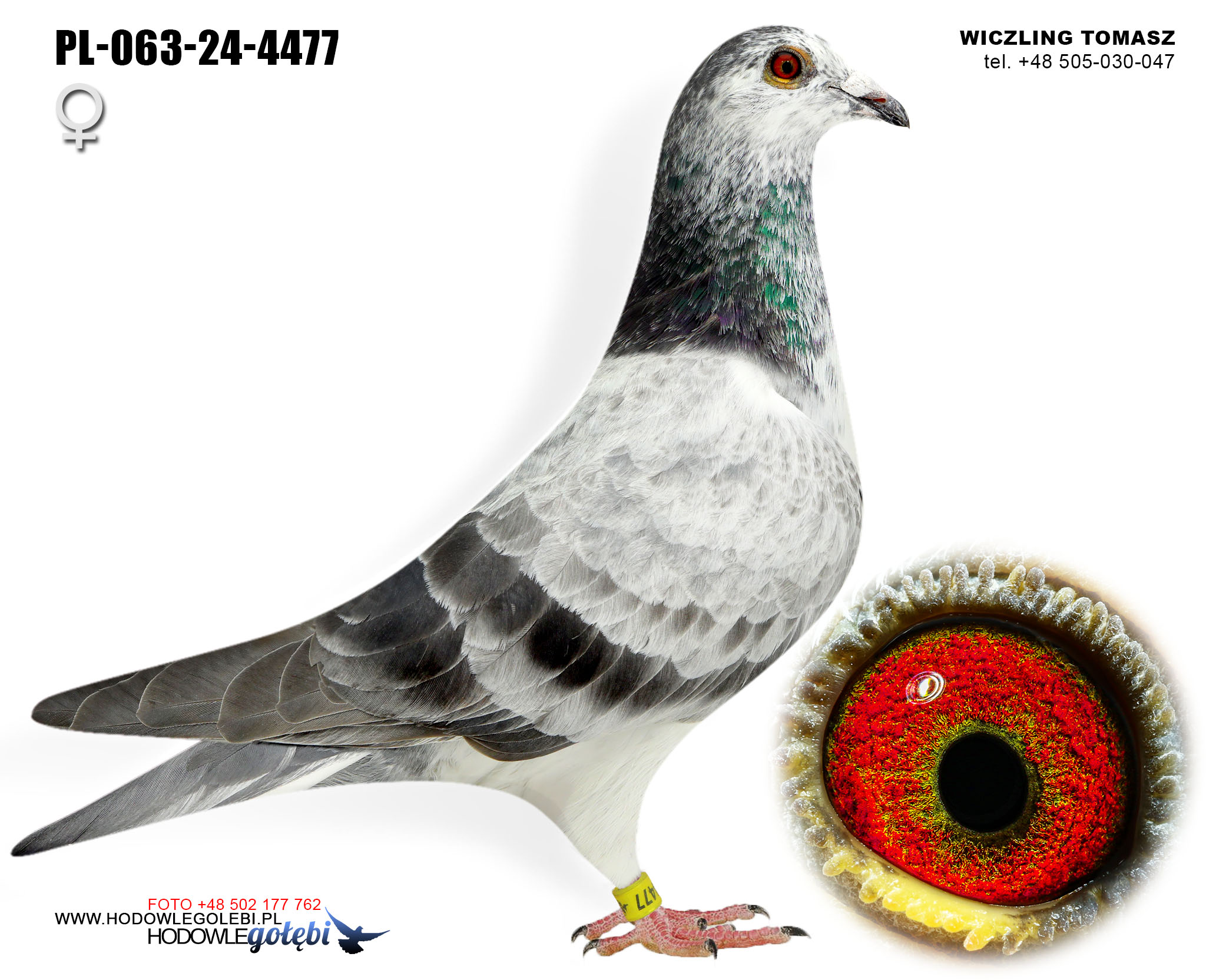 PL-063-24-4477 H