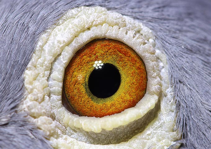 AU-22-FHPC-874  Cock