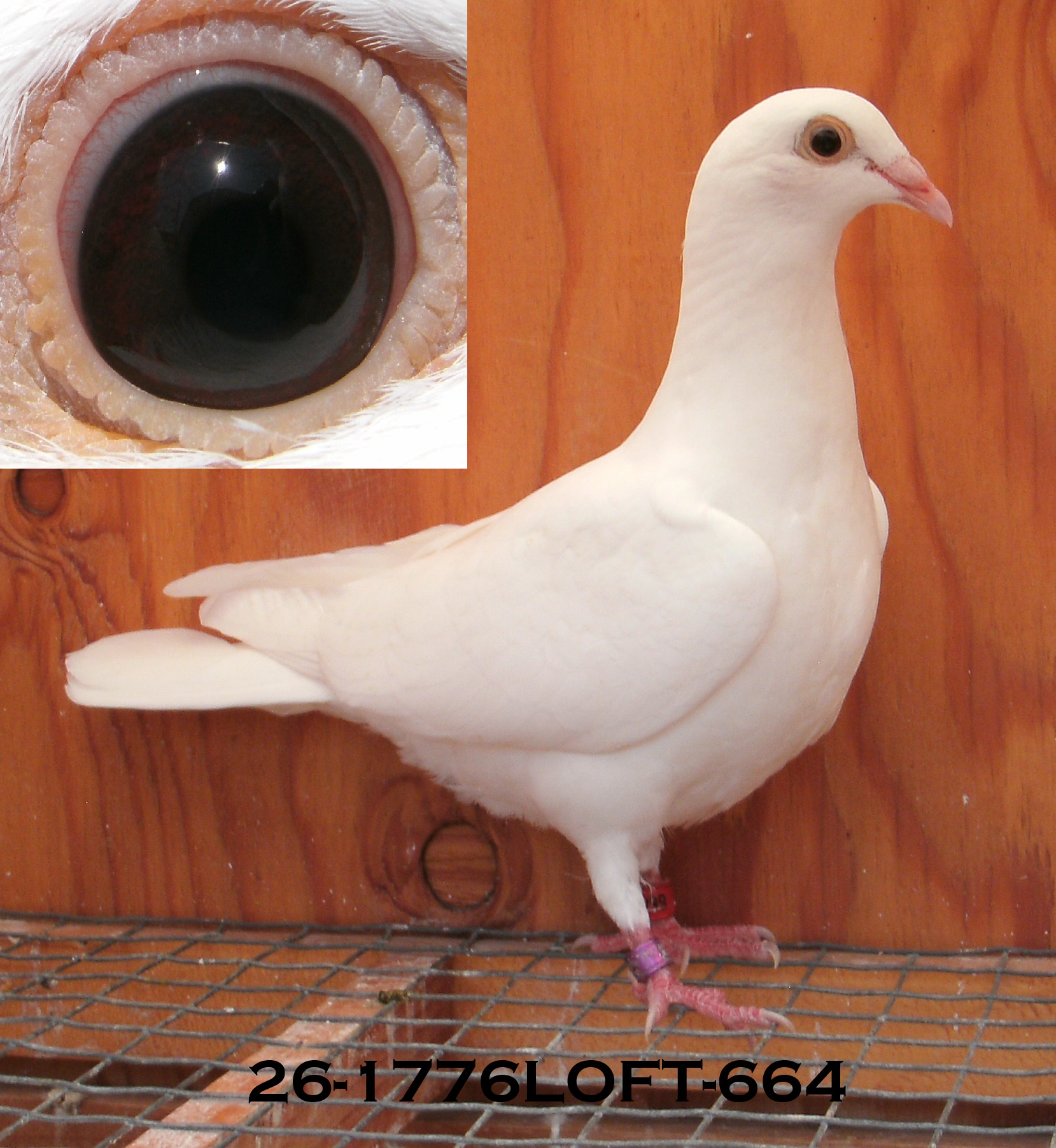 2 - White CBS Delbar YBs(Moby Dick Line) Nestmates