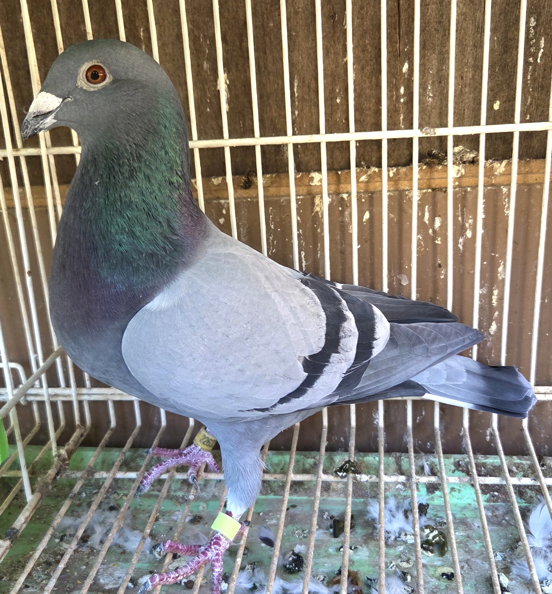 Cock Kittle X Ornats