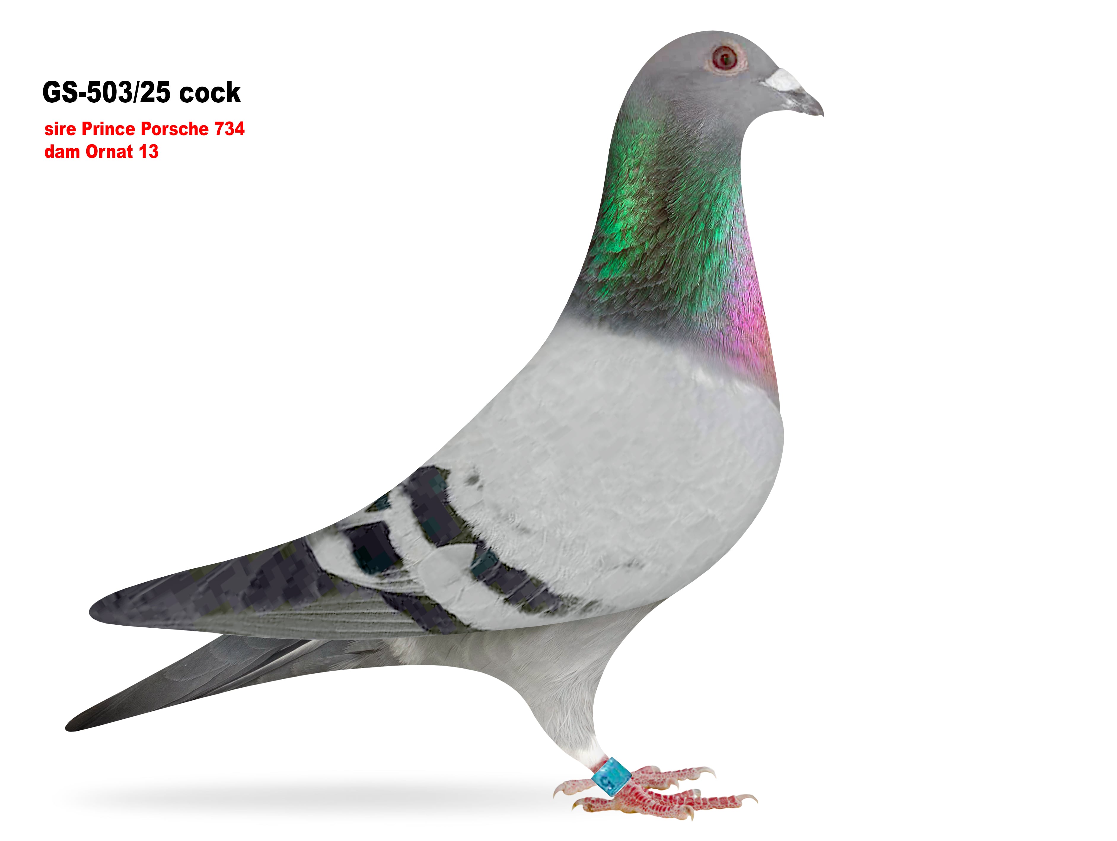 GS-503/25 Flown to 367 miles