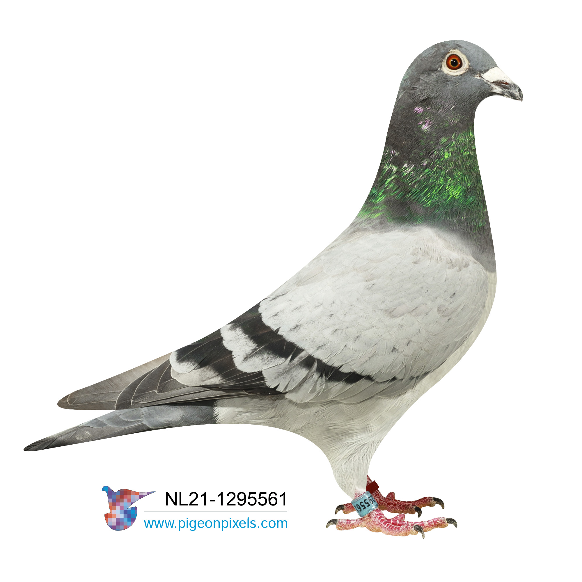 iPigeon.com - Racing Pigeon Auction