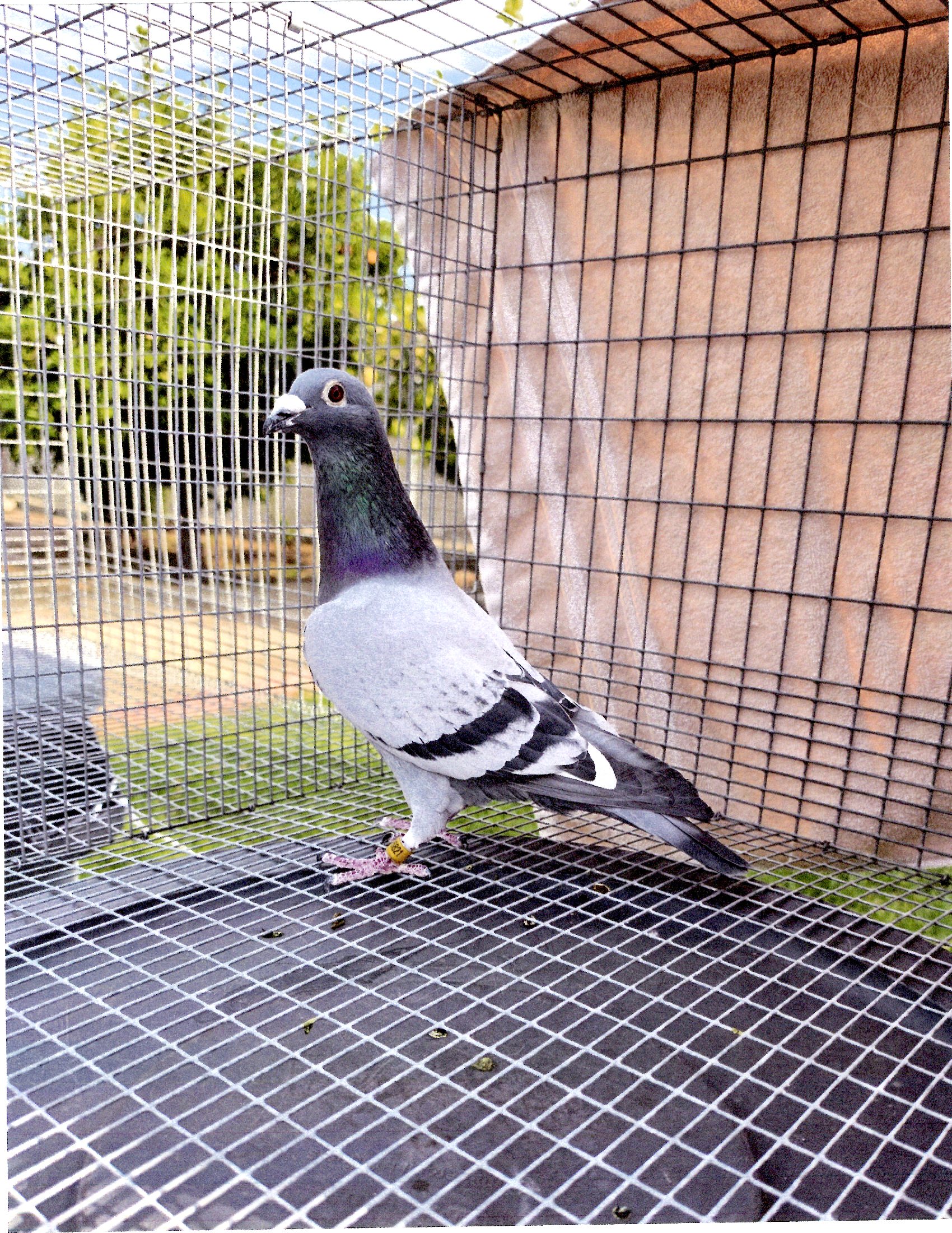 AU-2024-FOYS-26821-COCK