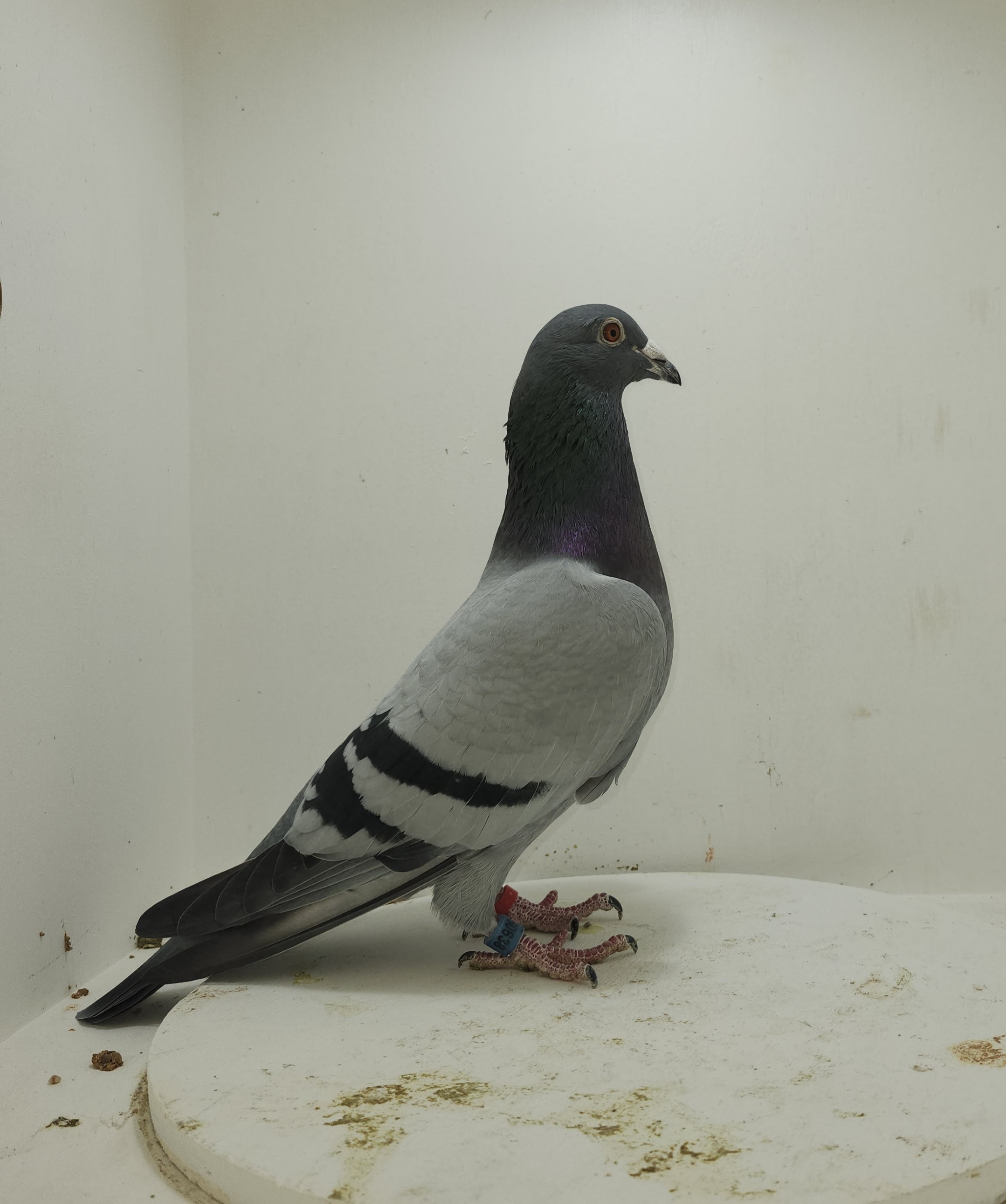 Phillips Family Loft