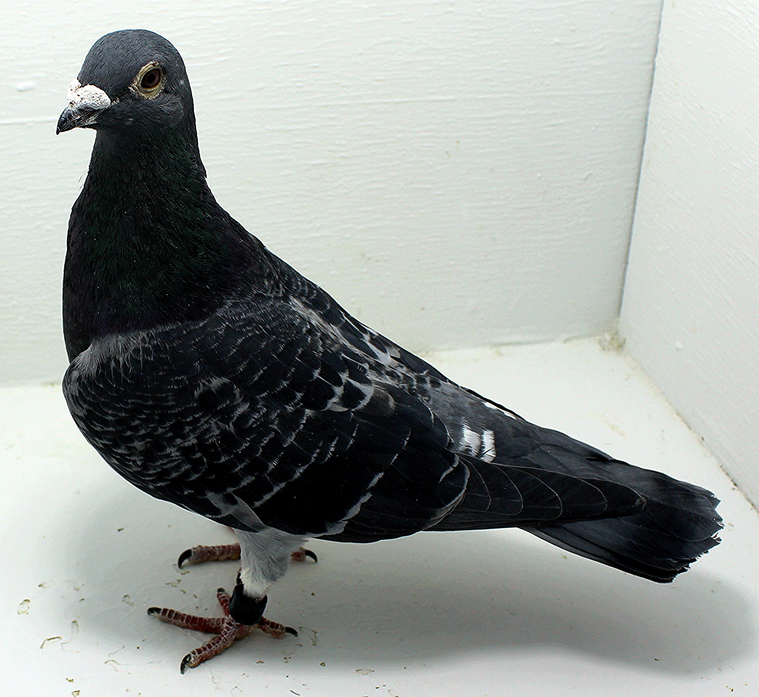 AU 44176 AA 2024 Pure Hansenne Cock