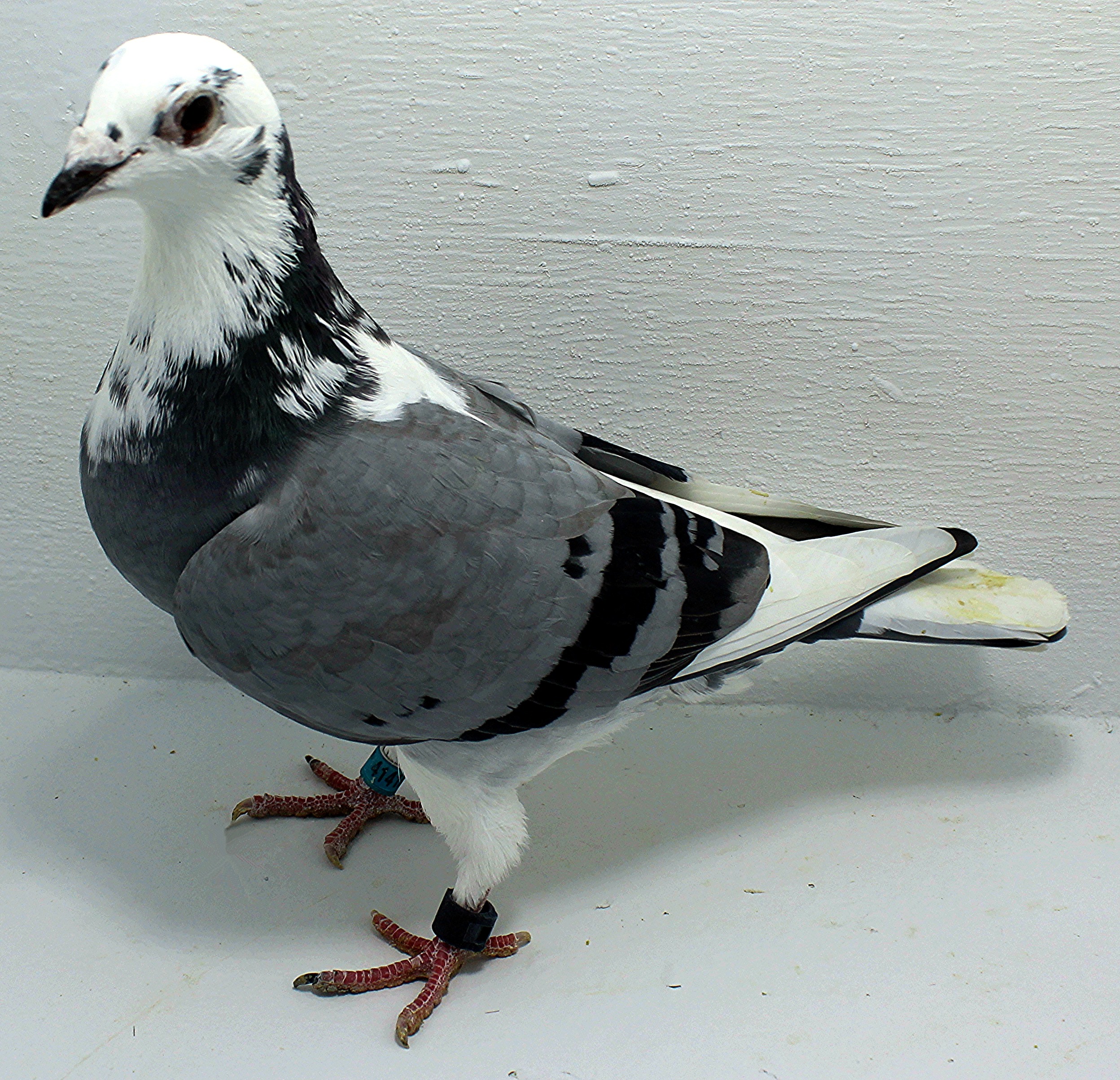 AU 41410 AA 2025 Pure Hansenne